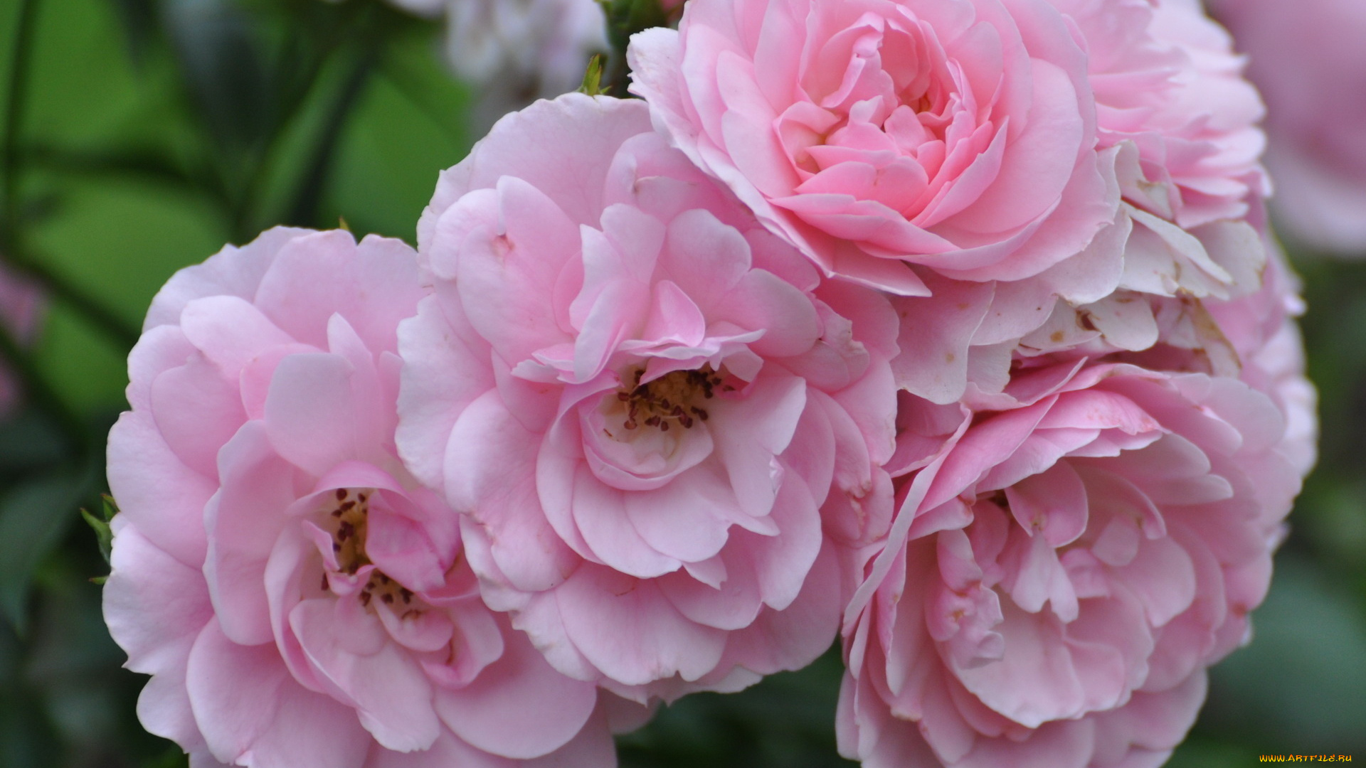 цветы, розы, розовый