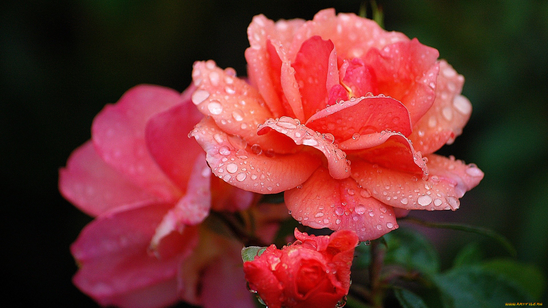 цветы, розы, розовый, капли