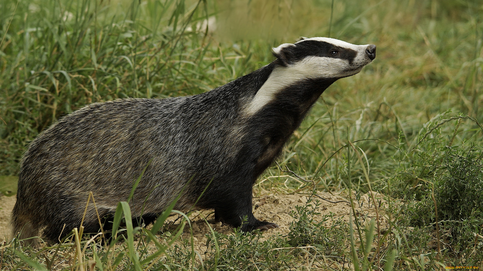 животные, барсуки, полоски