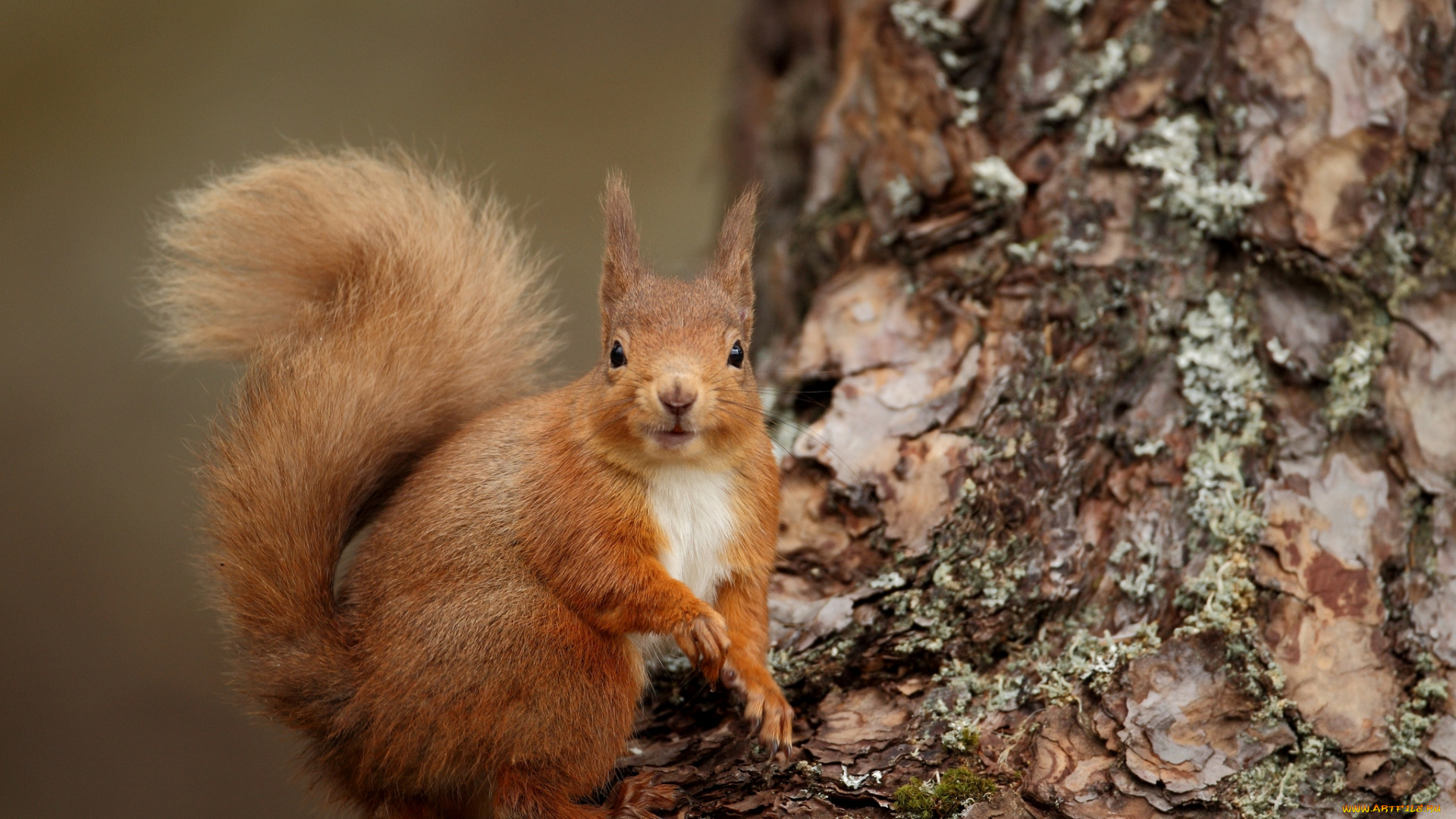 животные, белки, зверек, рыжий, хвост