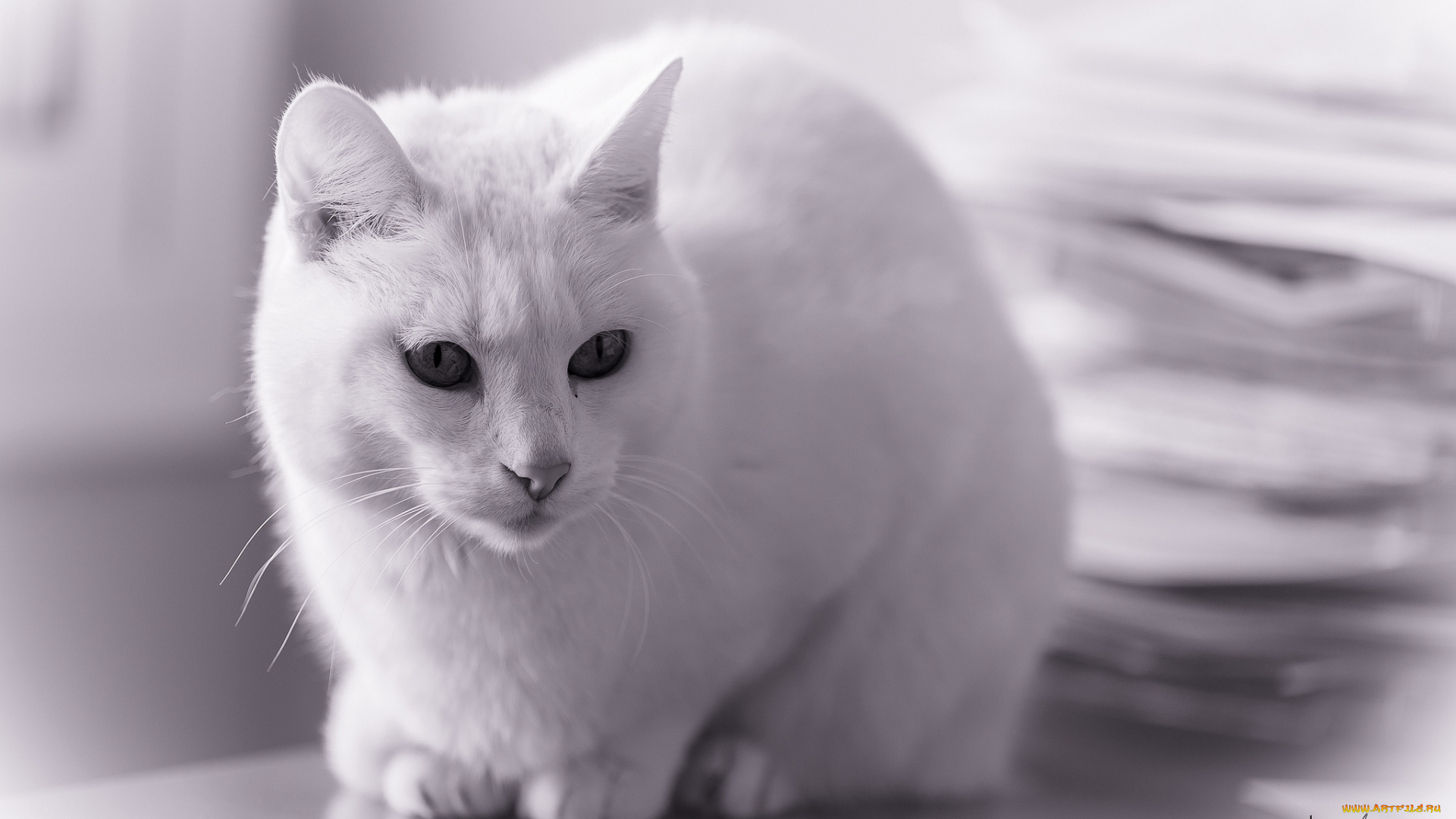 животные, коты, белый