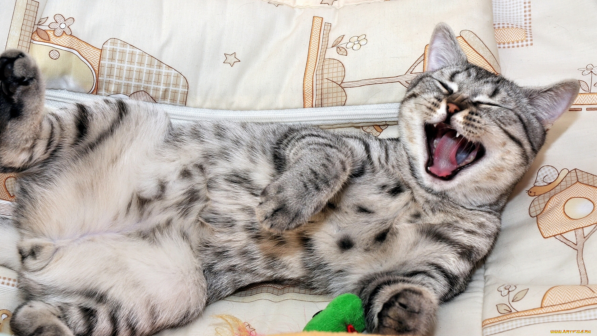 животные, коты, котэ