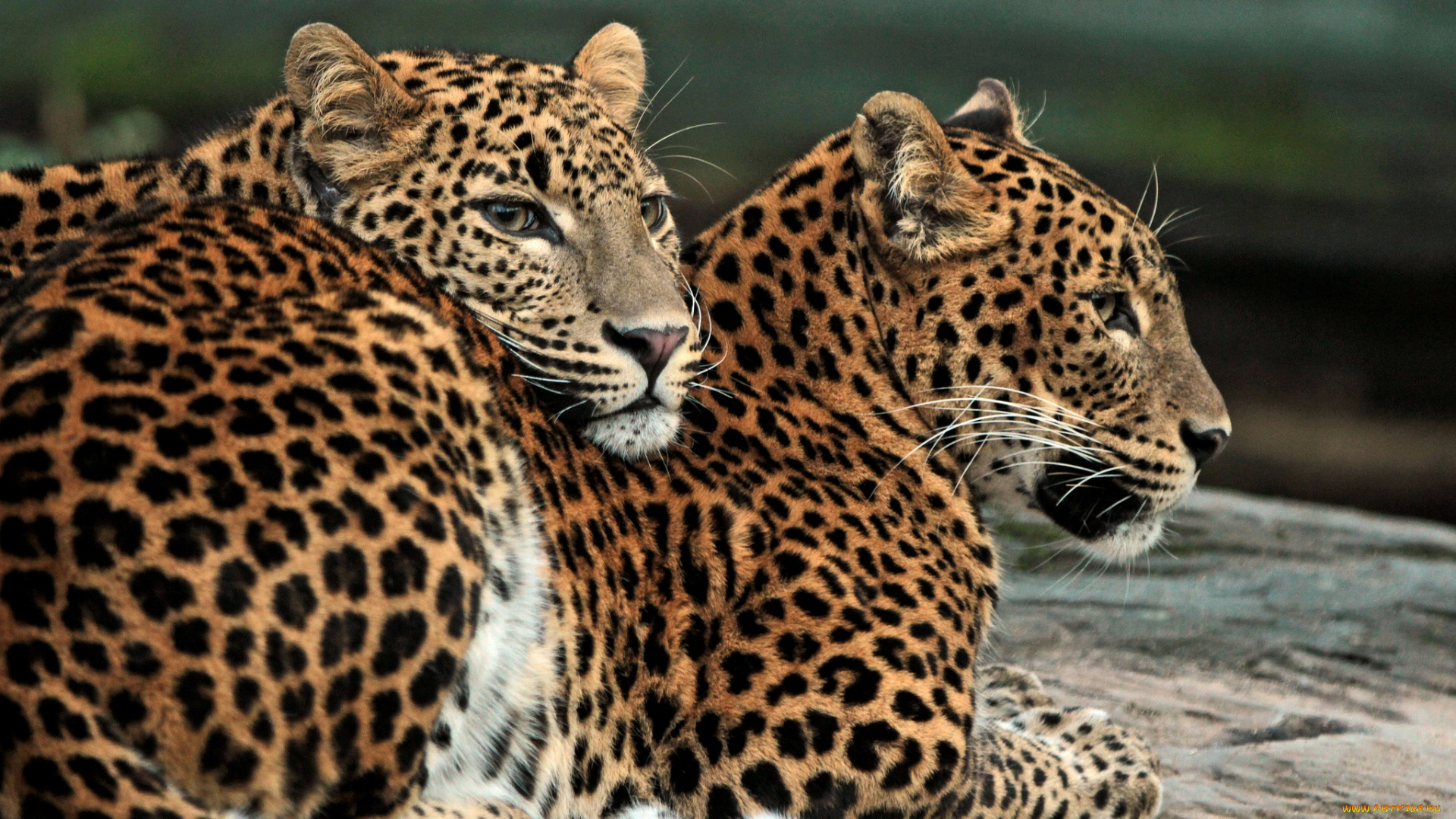 животные, леопарды, отношения, пара