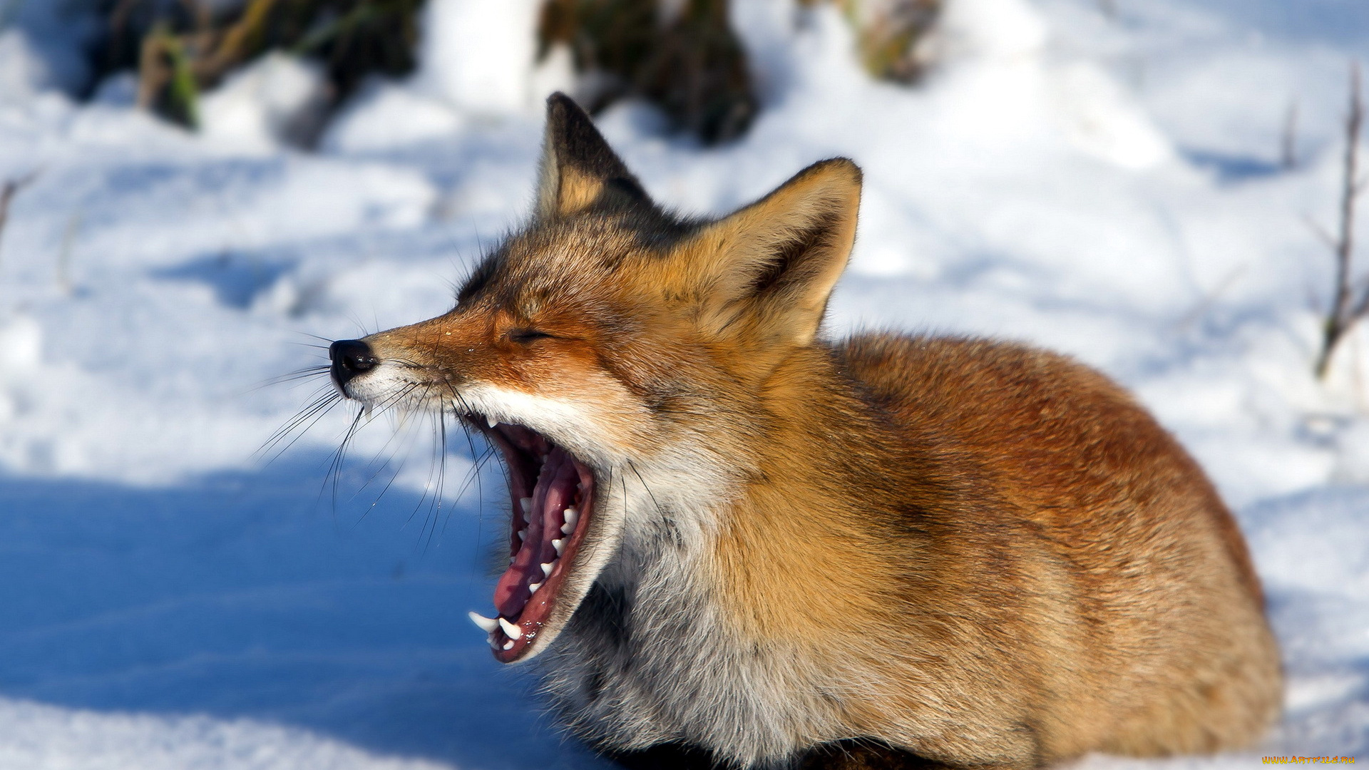 животные, лисы, зима, снег, рыжая