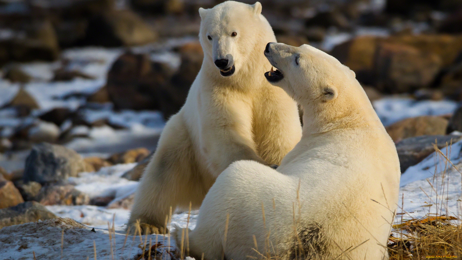 животные, медведи, белый, отношения