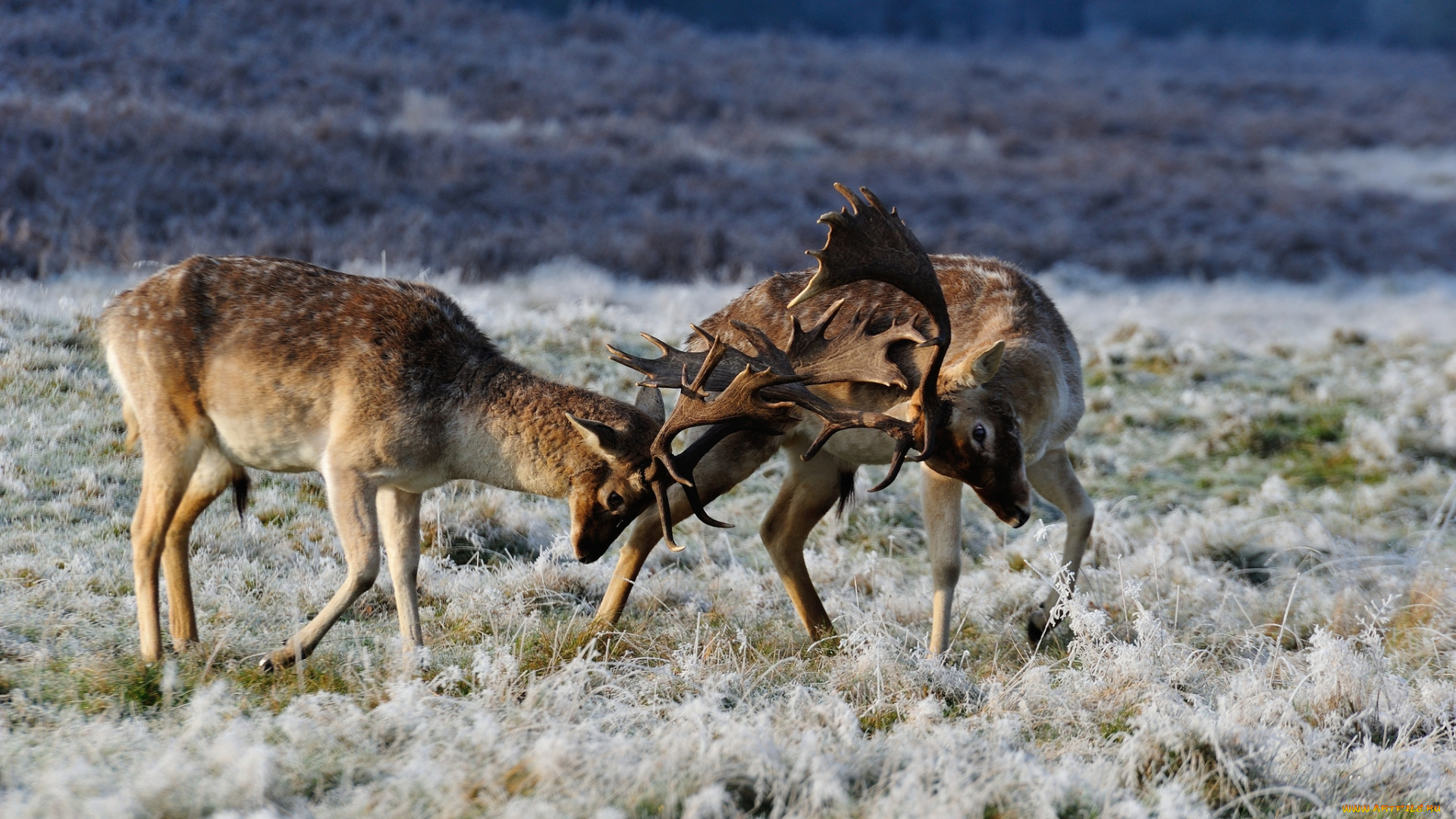 животные, олени, драка, рога, поединок