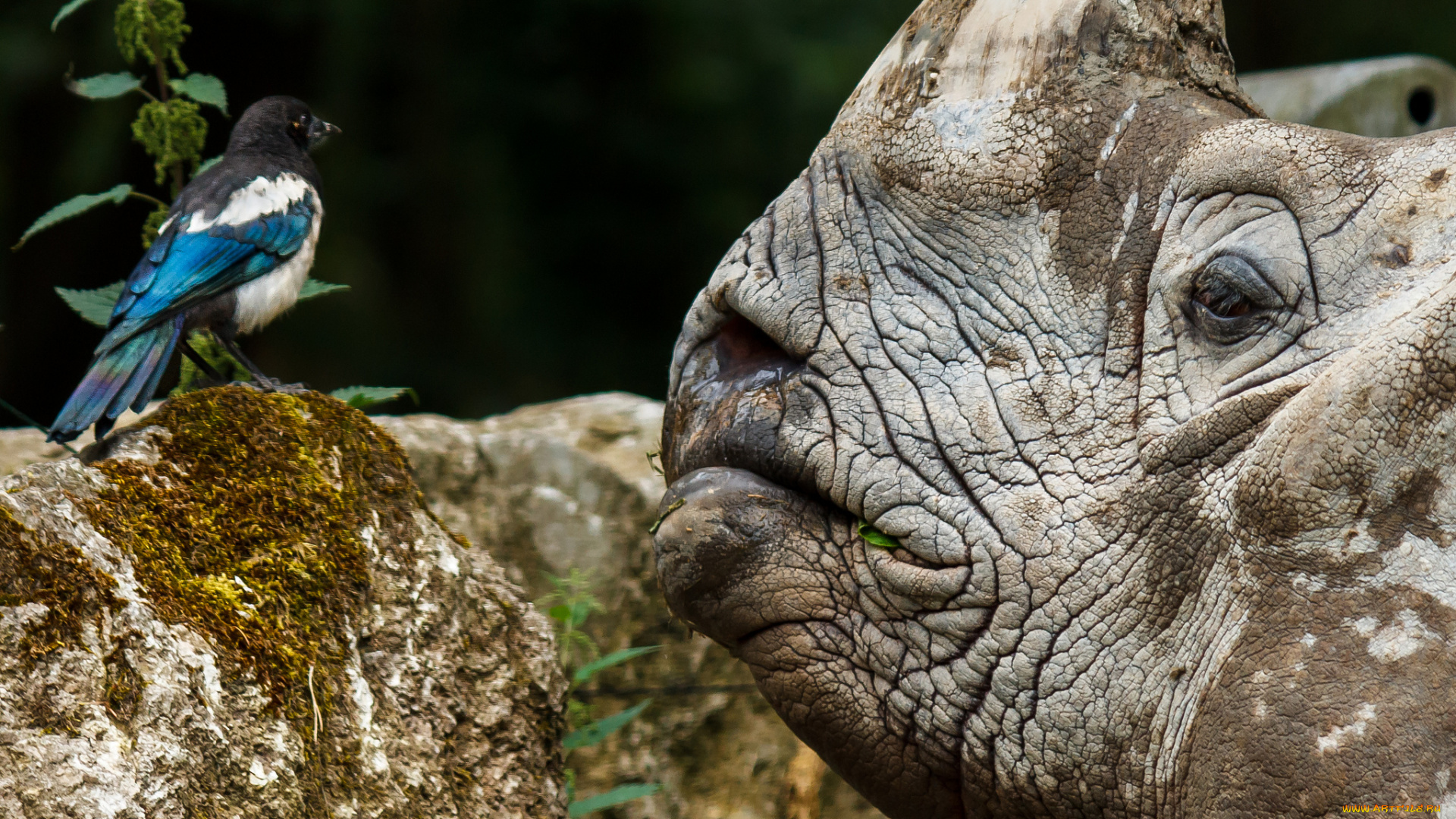 животные, разные, вместе, носорог, птица