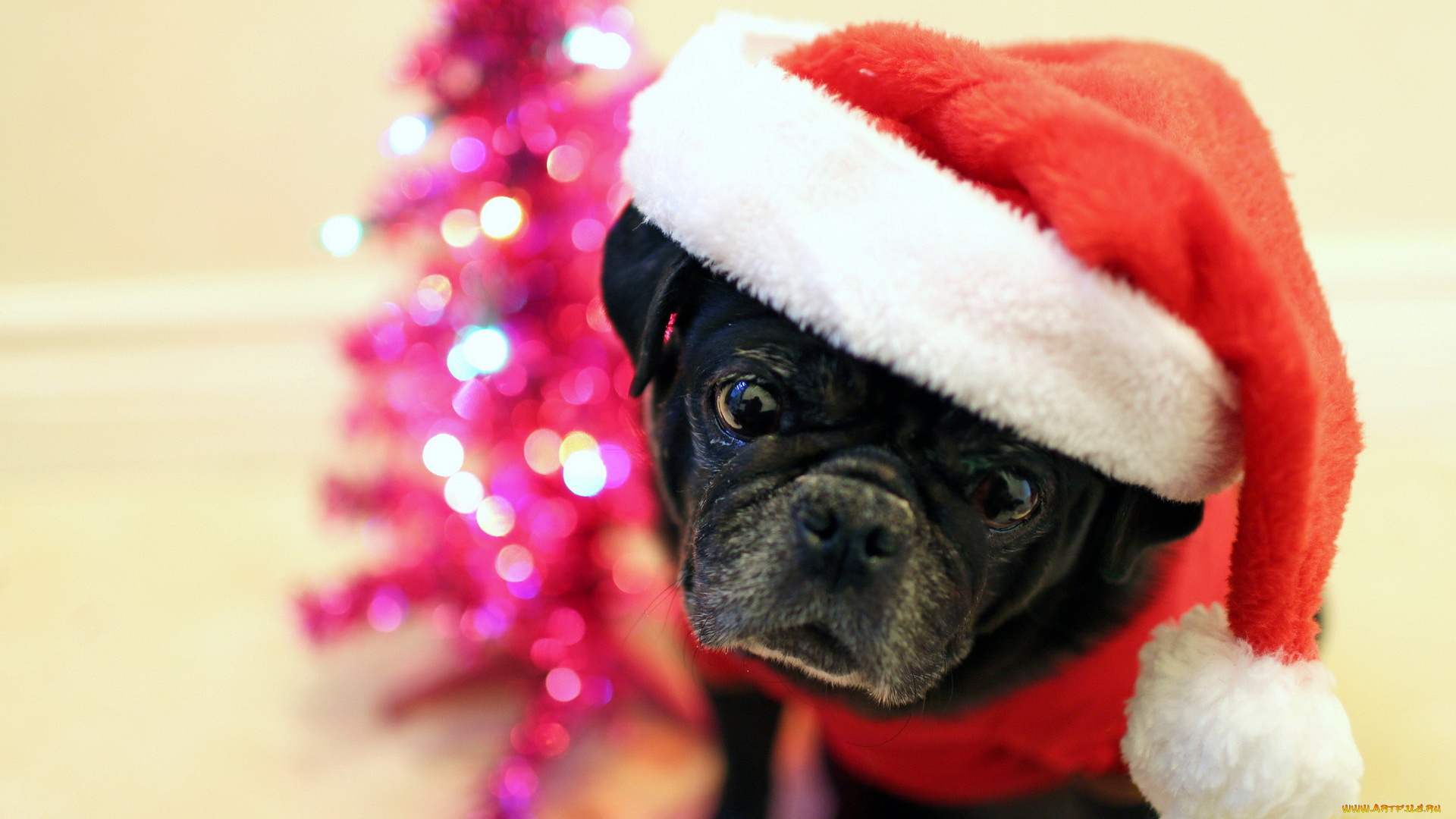 животные, собаки, колпак