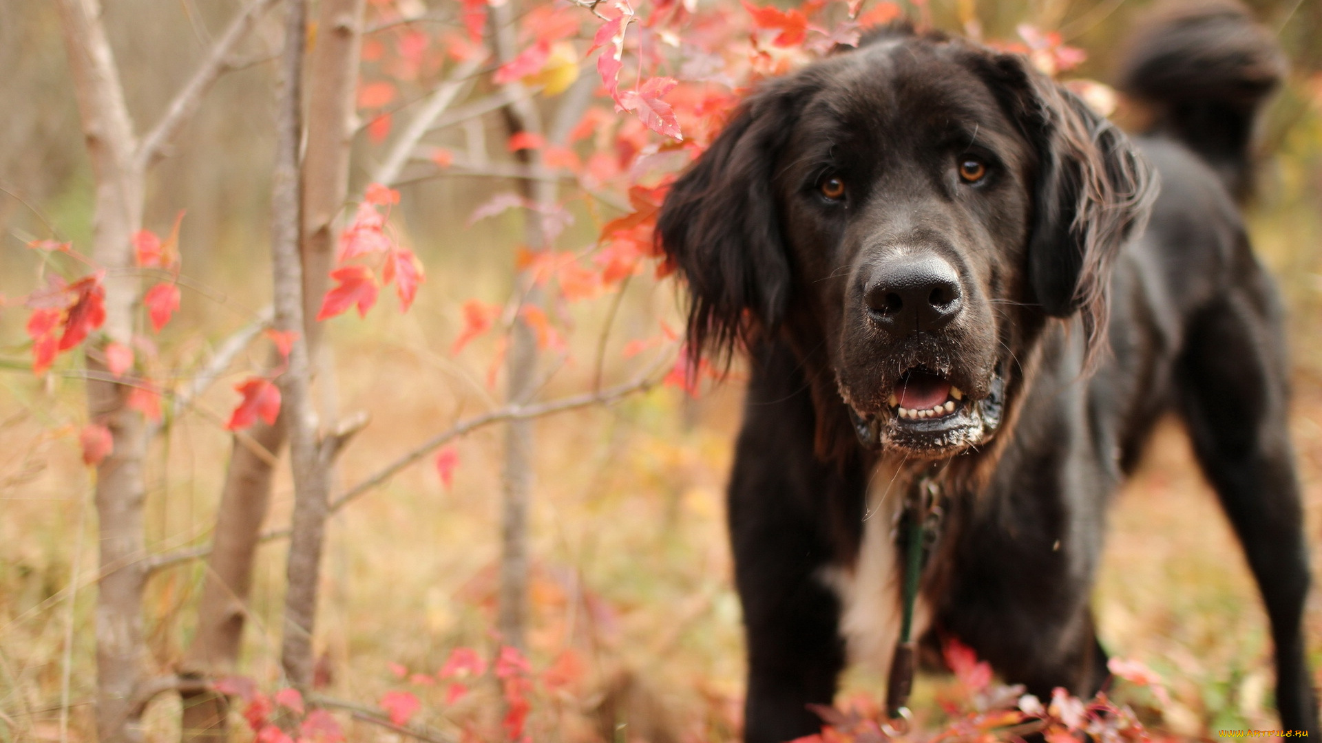 животные, собаки, осень