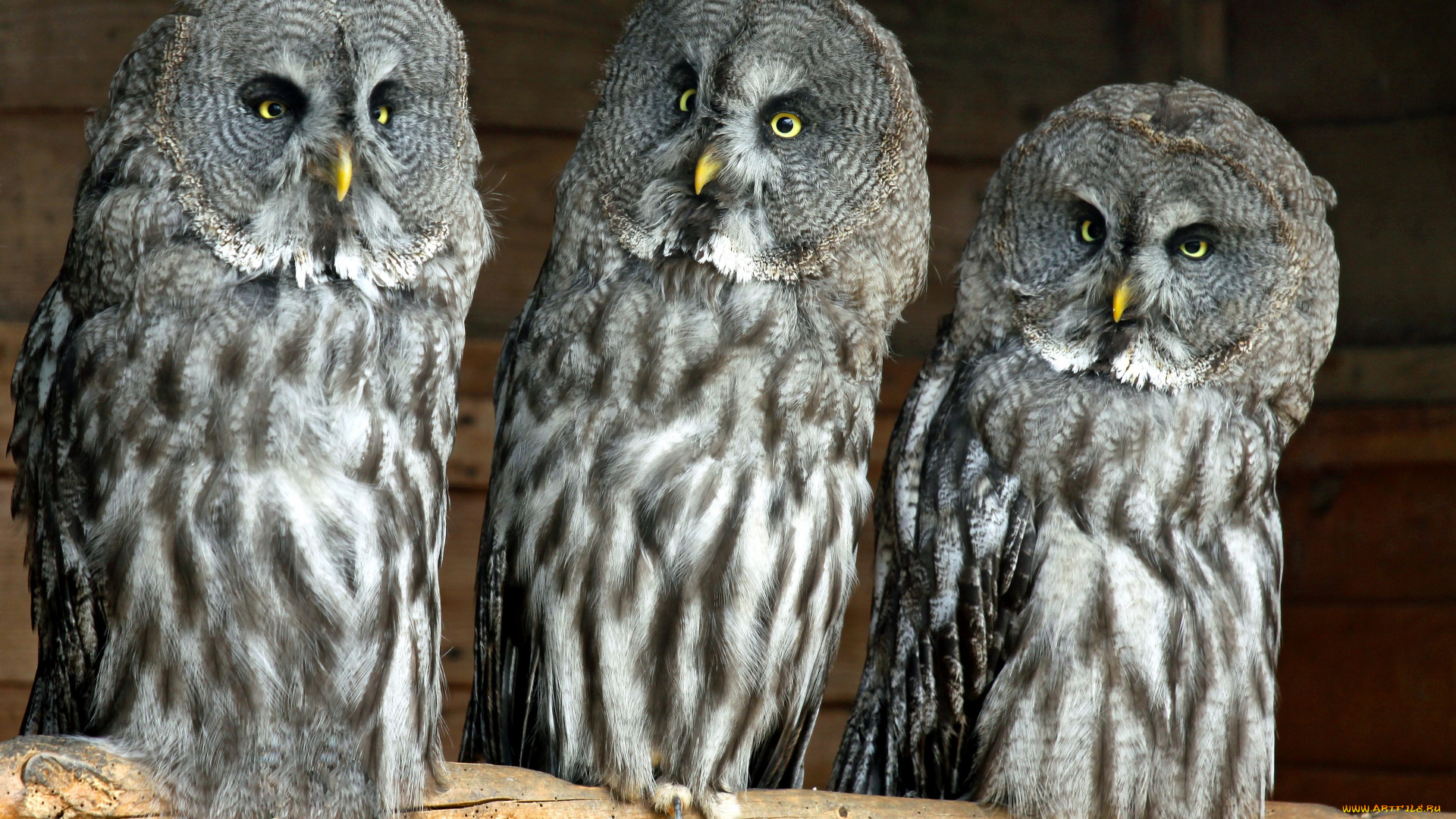 животные, совы, бородатая, неясыть, great, grey, owl, lapland