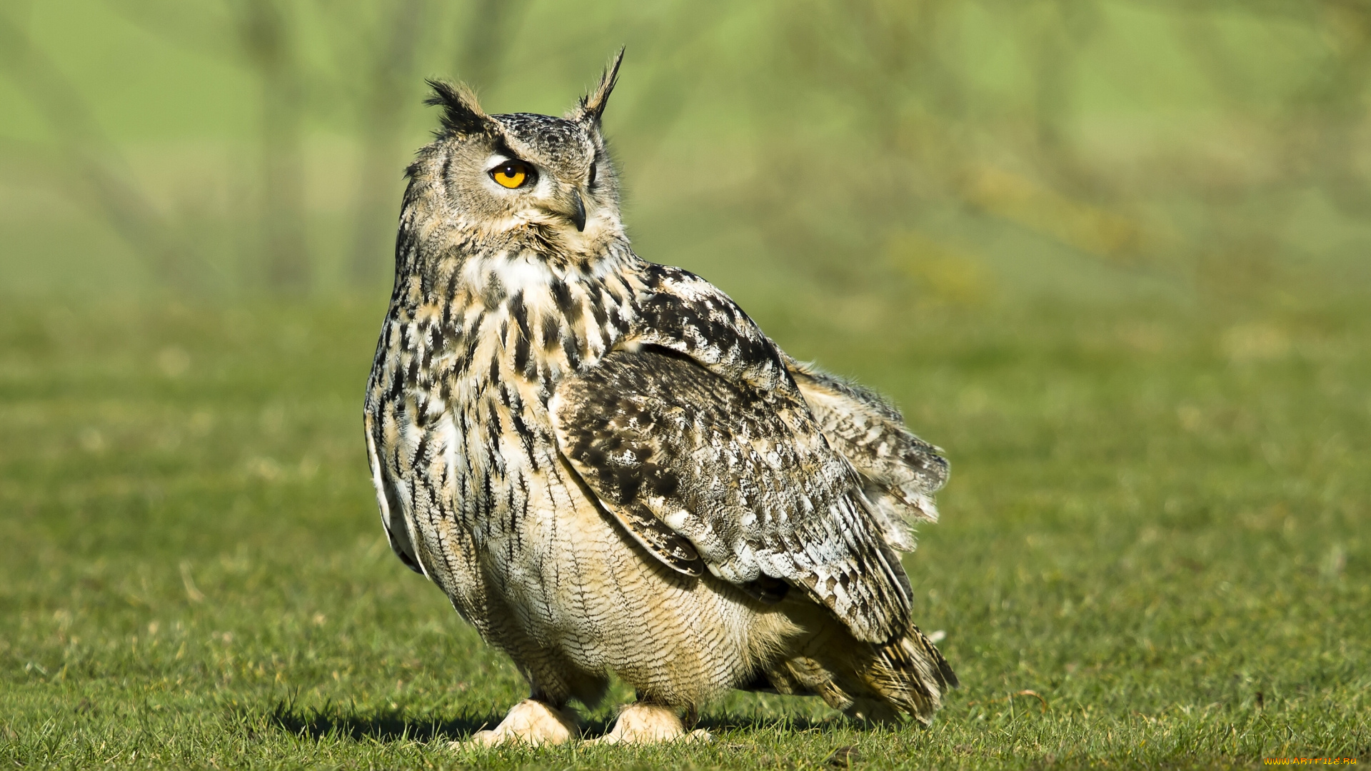 животные, совы, филин