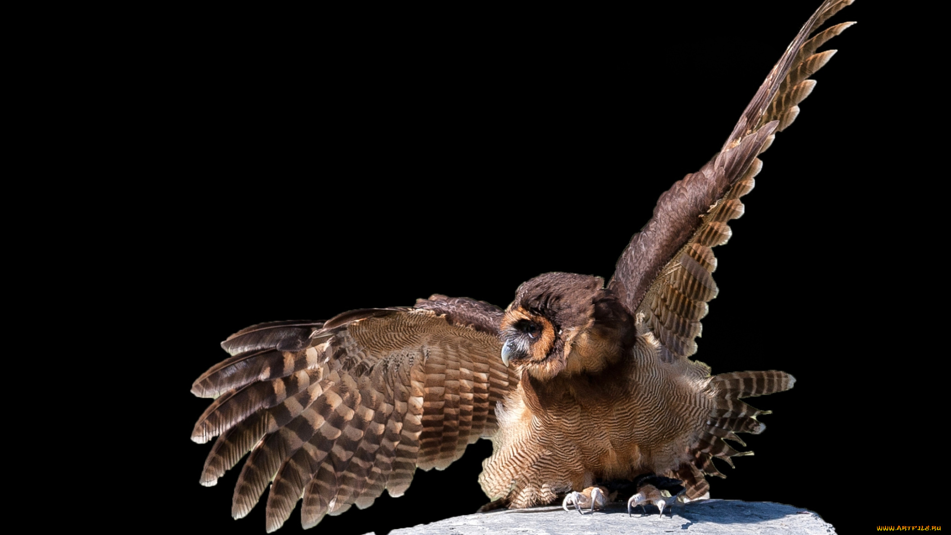 животные, совы, крылья