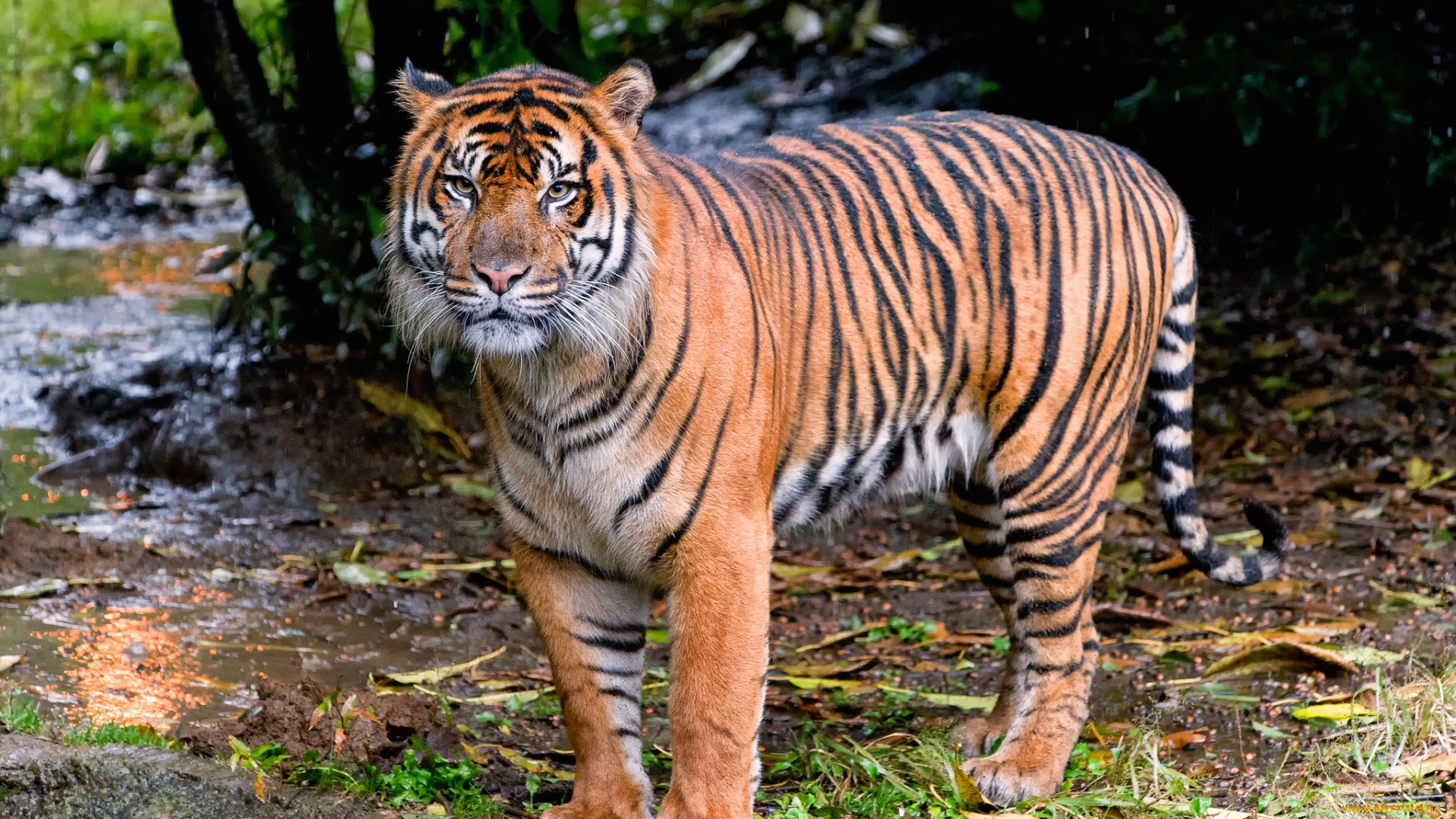 животные, тигры, хищник, полосатый