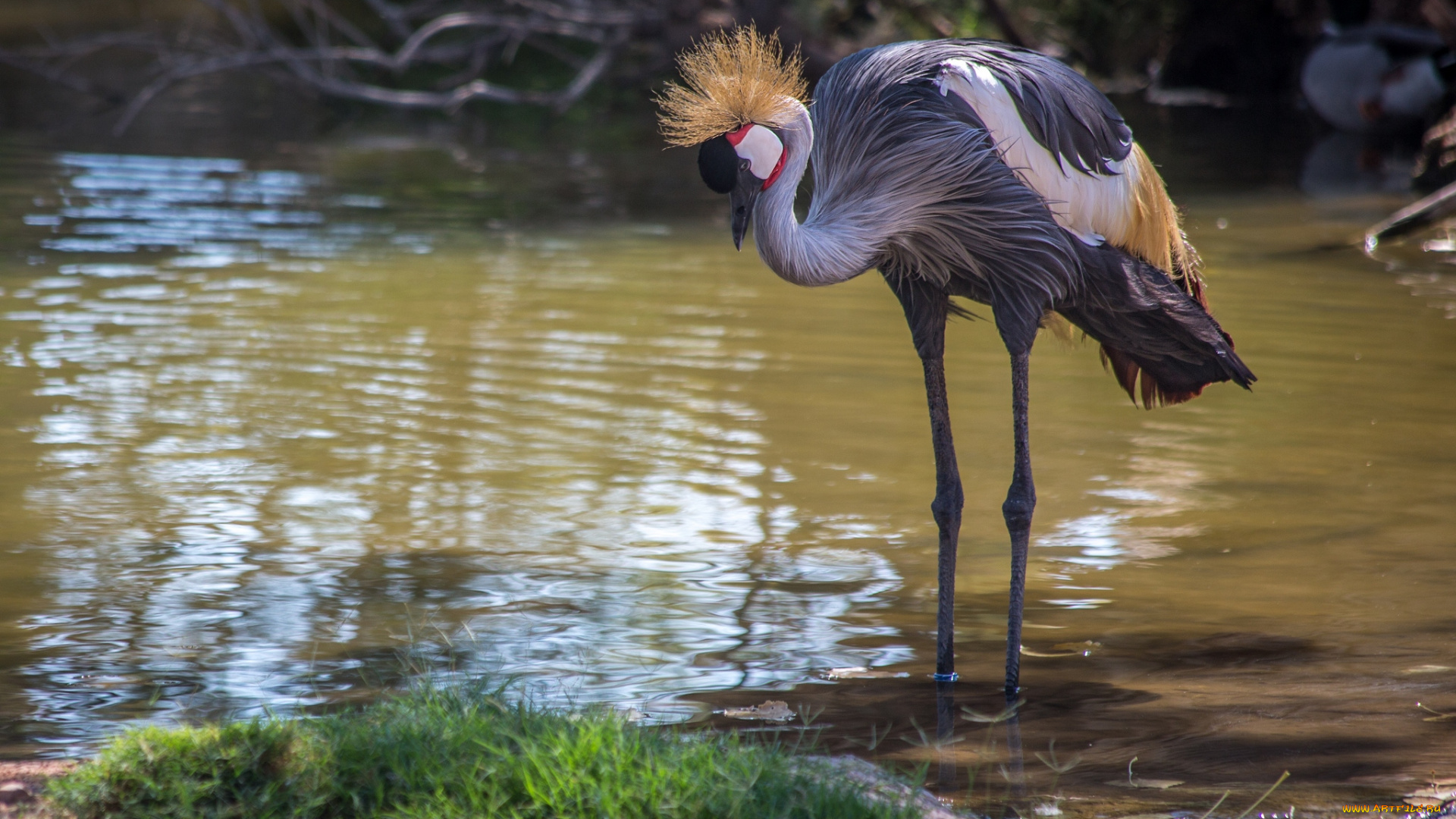 животные, журавли, венценосный, журавль