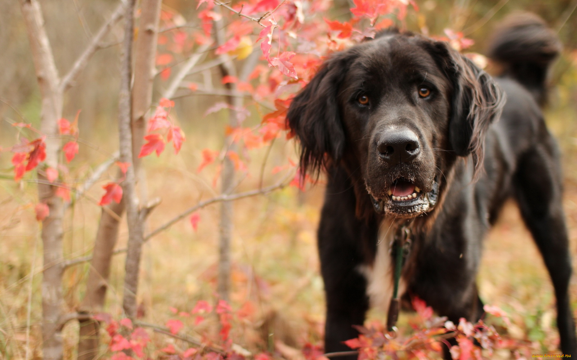 животные, собаки, осень