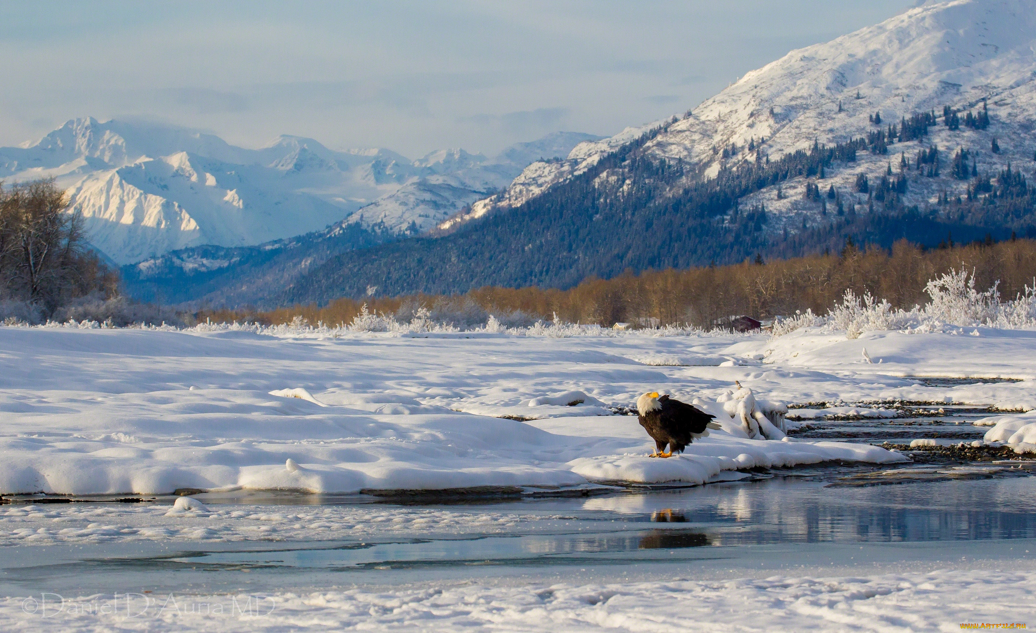 животные, птицы, хищники, горы, снег, зима, орлан