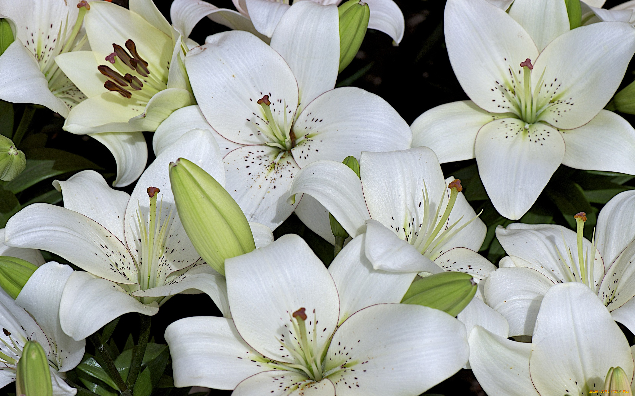 цветы, лилии, лилейники, белый, бутоны, лепестки