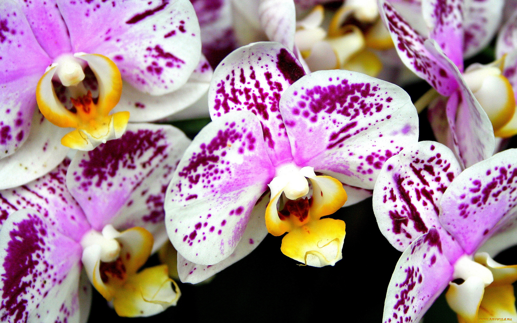 цветы, орхидеи, пестрый