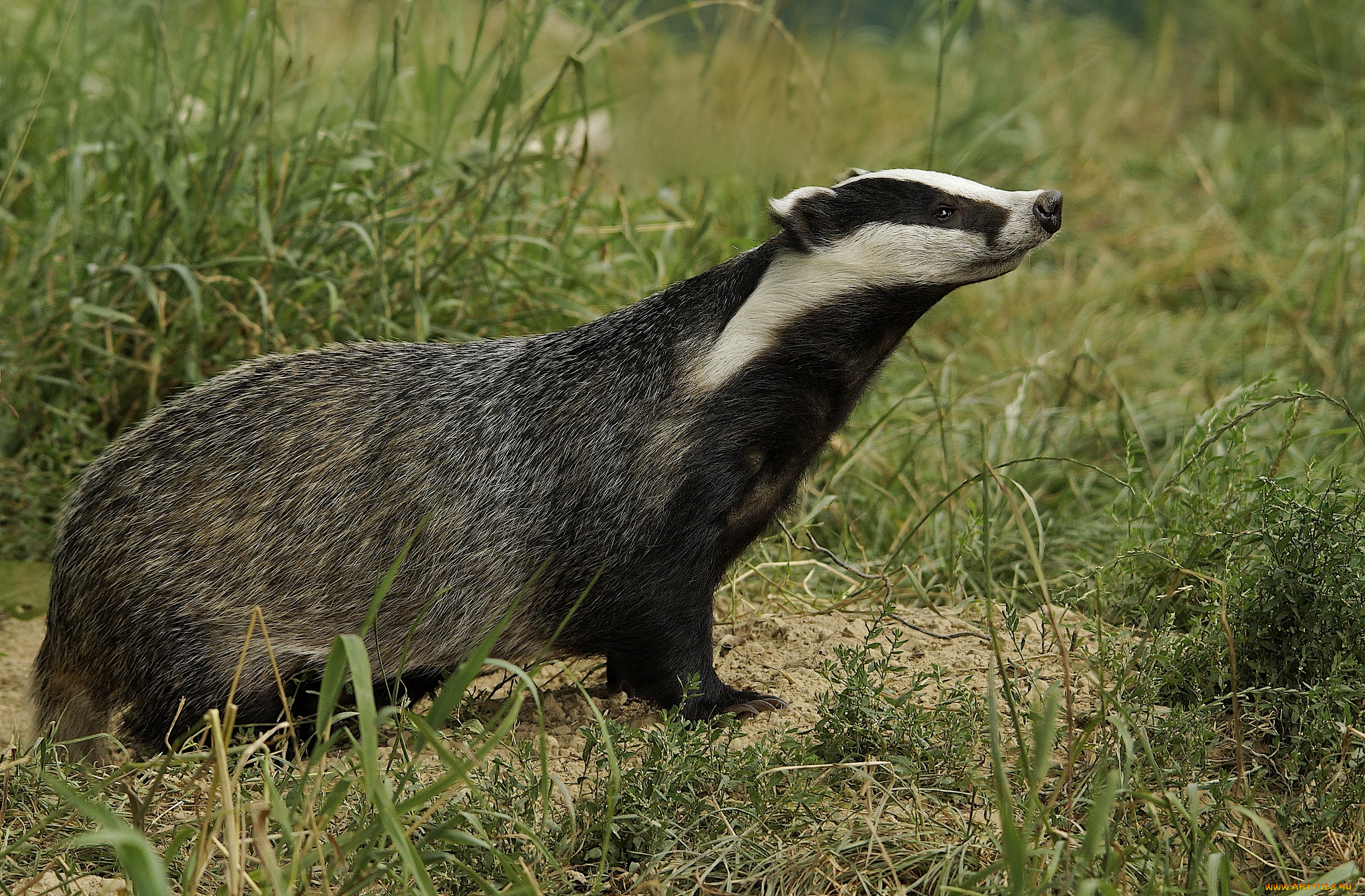 животные, барсуки, полоски