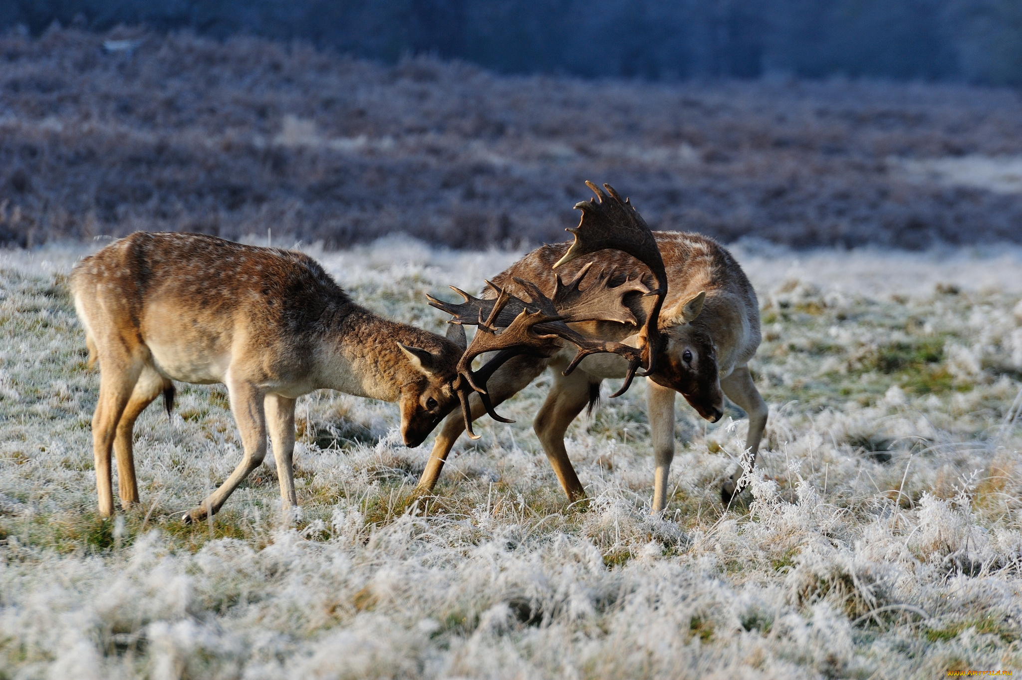 животные, олени, драка, рога, поединок