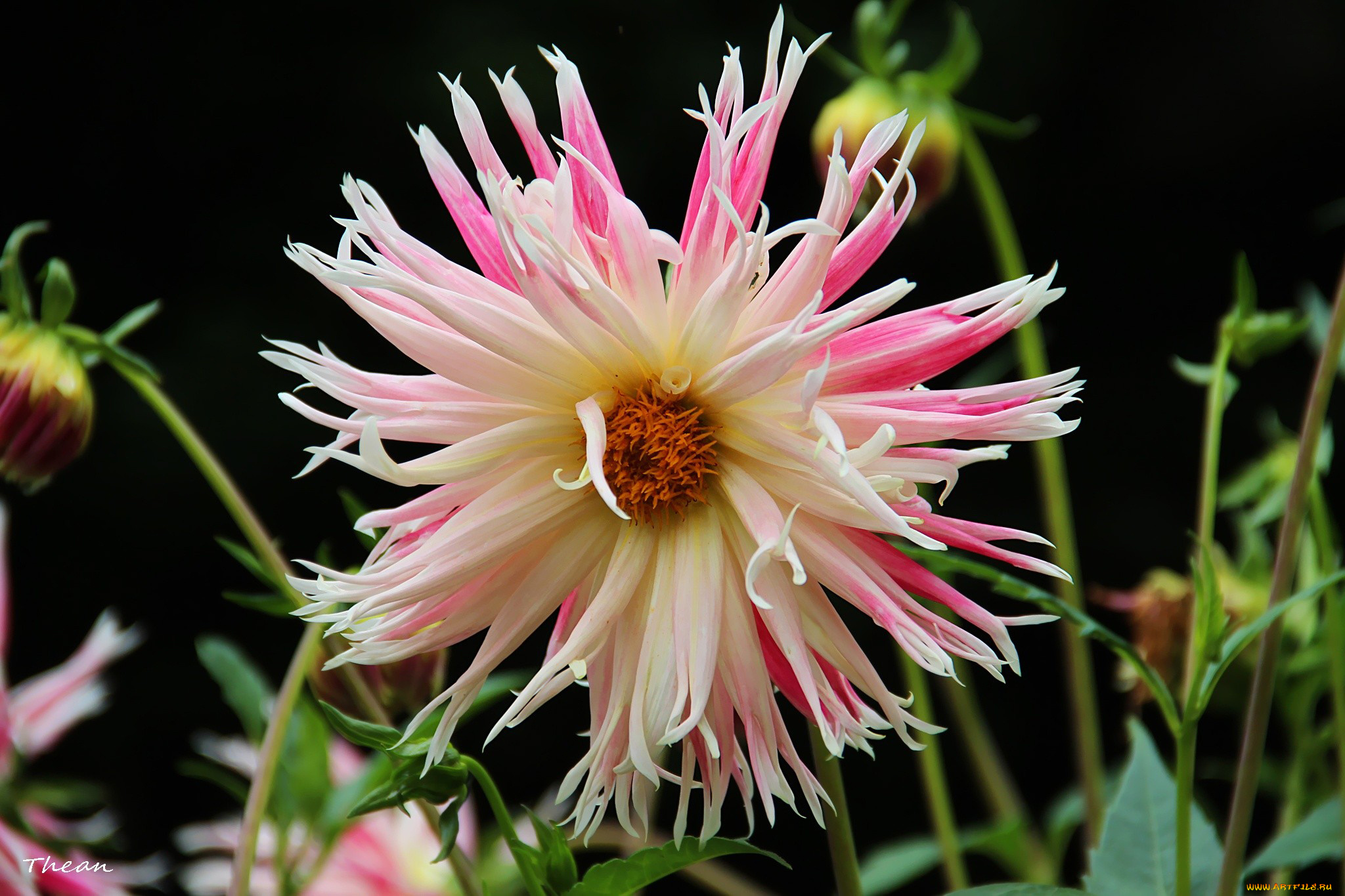 цветы, георгины, пестрый