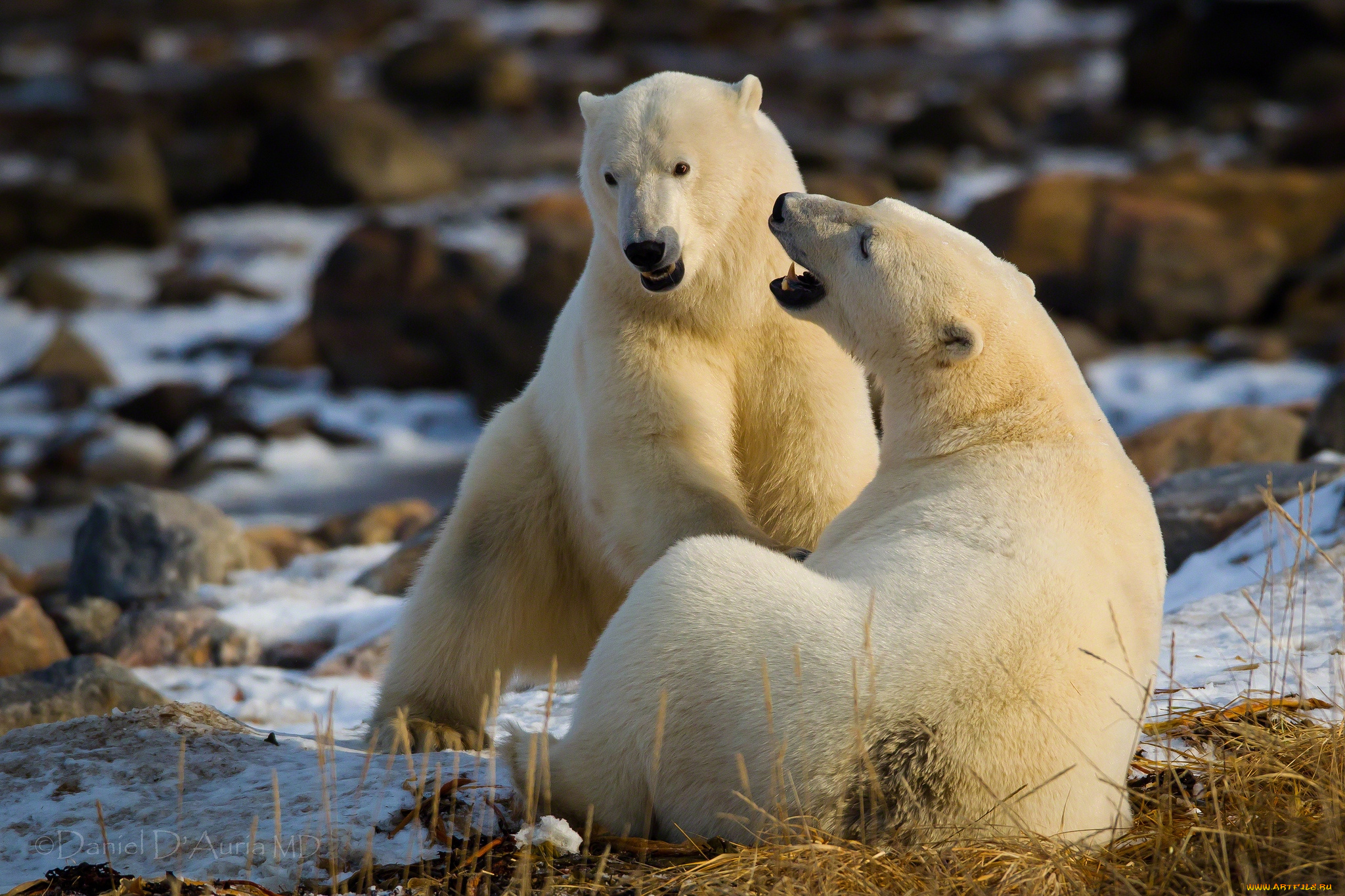 животные, медведи, белый, отношения