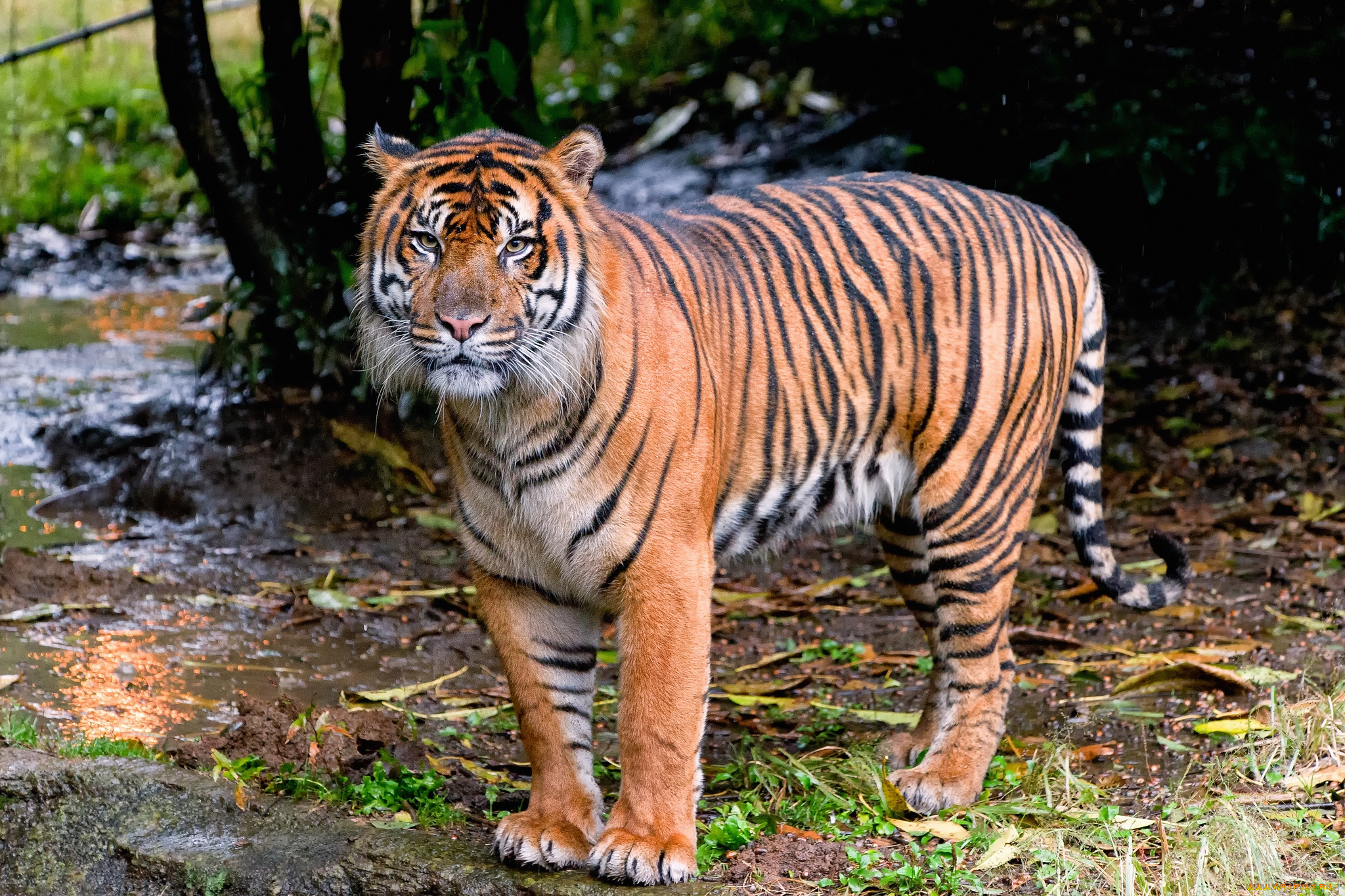 животные, тигры, хищник, полосатый