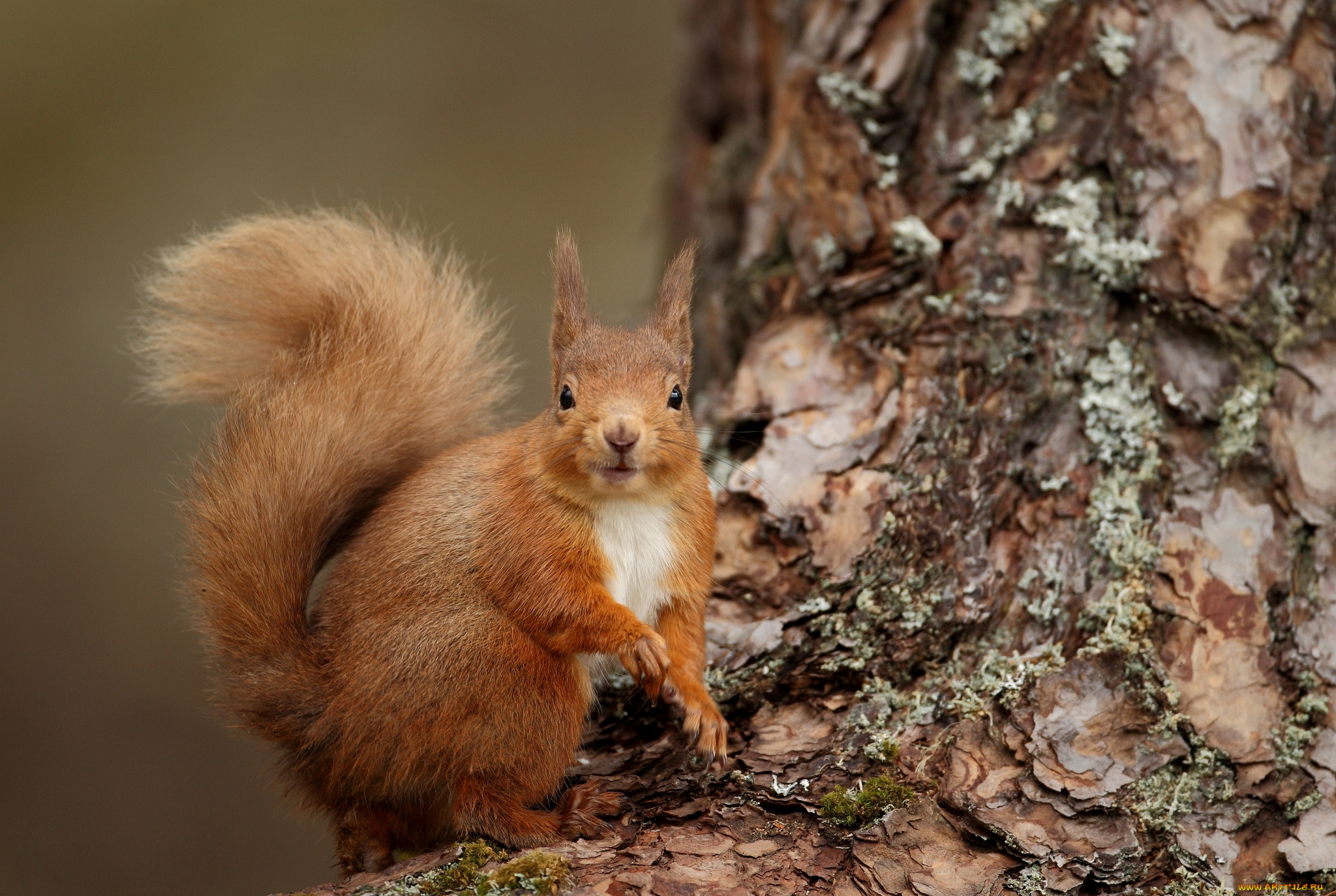 животные, белки, зверек, рыжий, хвост