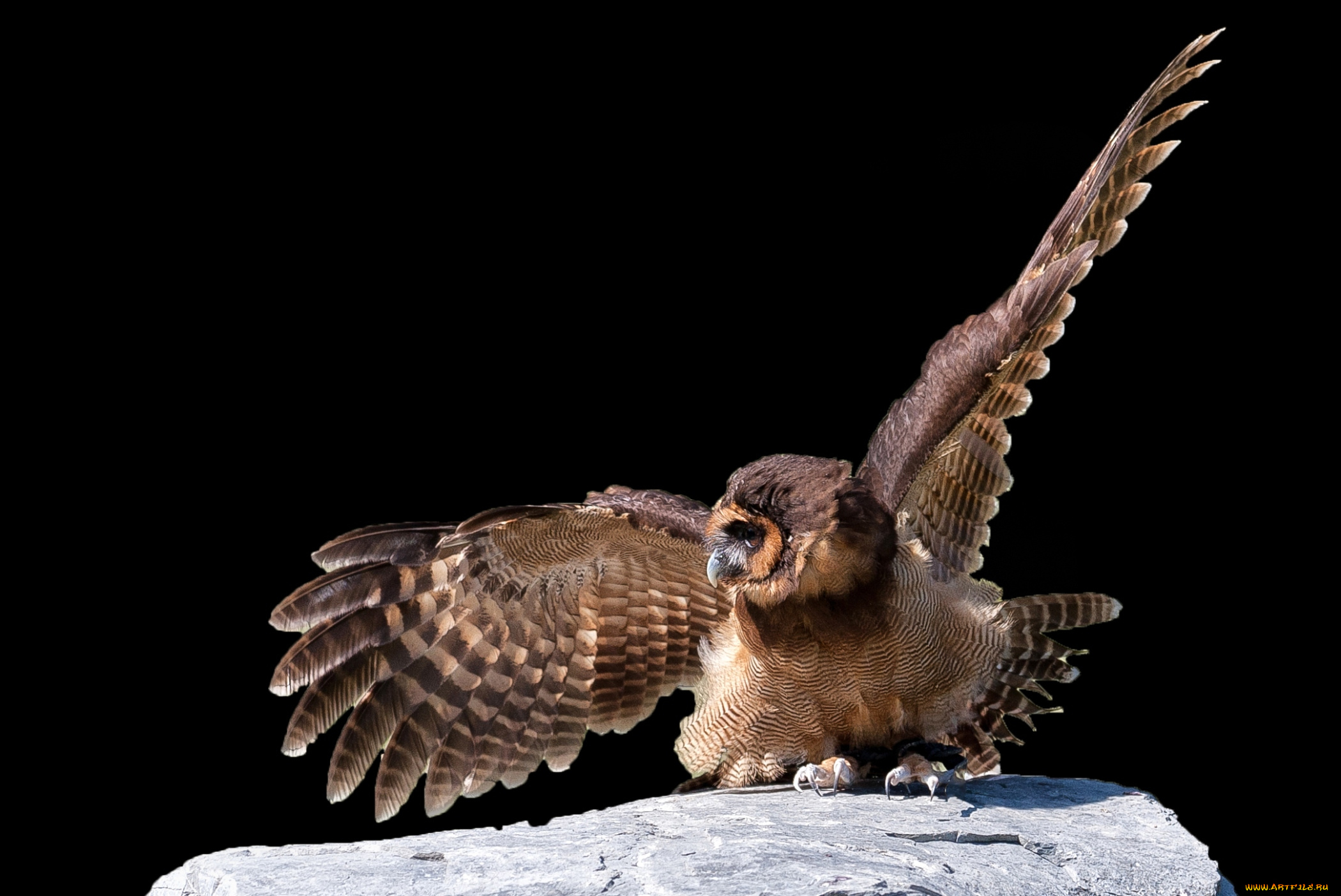 животные, совы, крылья