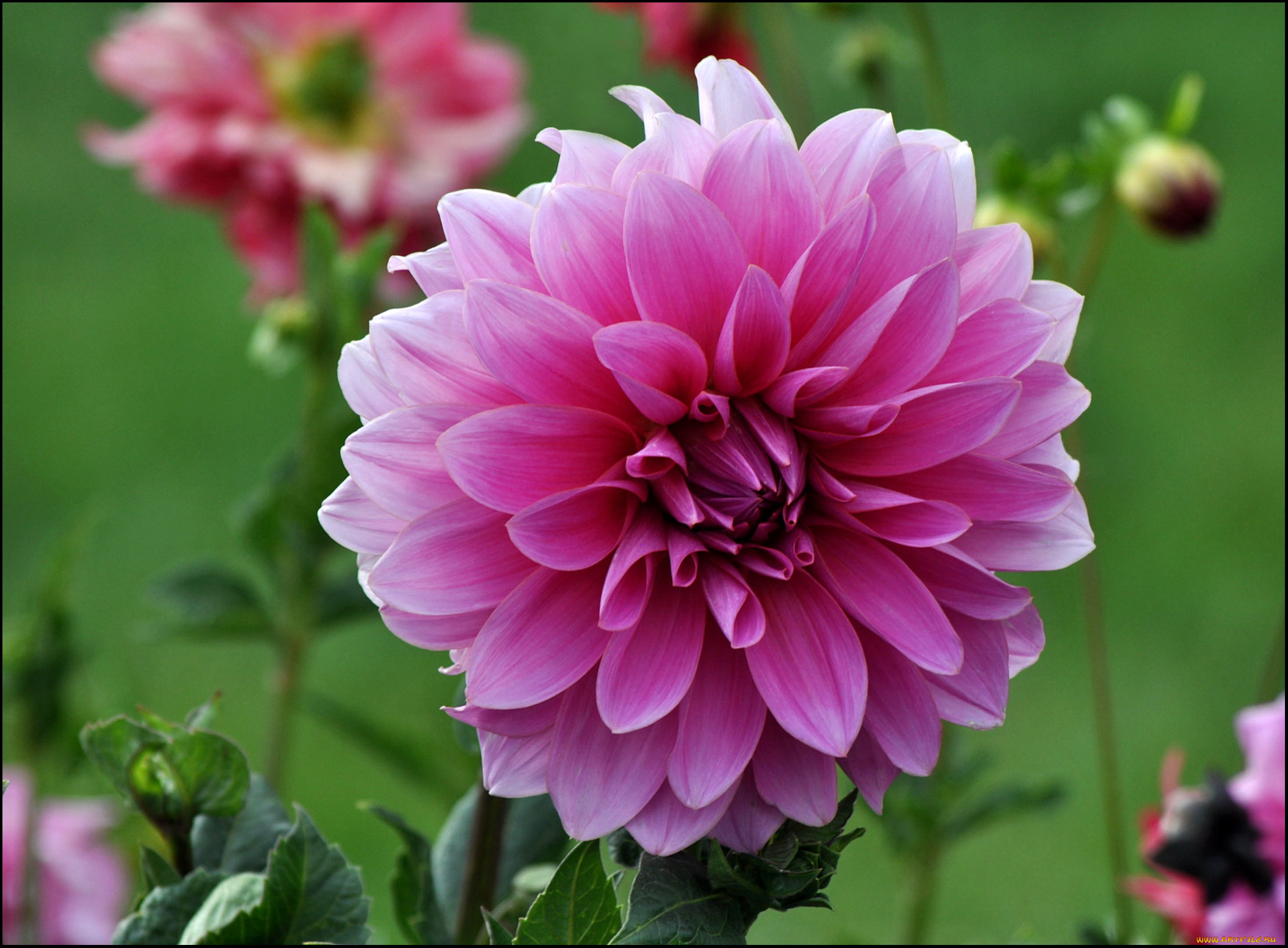 цветы, георгины