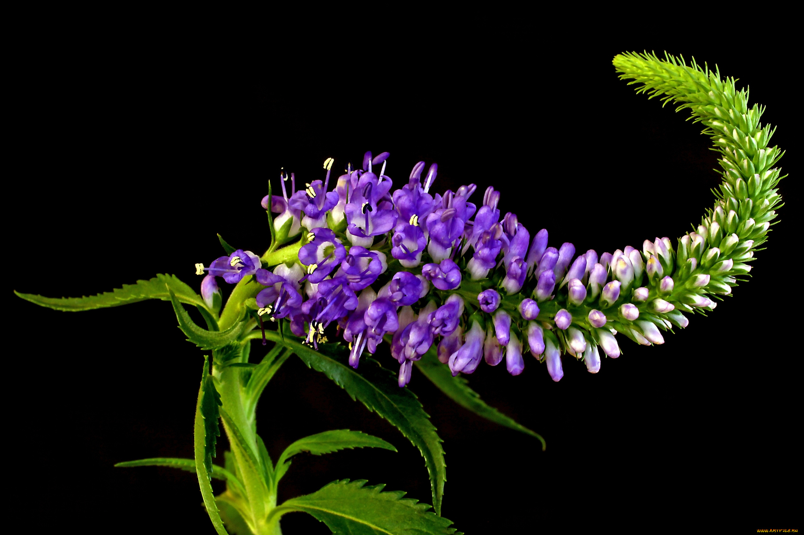 цветы, немофилы, вероники, вероника, колосистая, макро