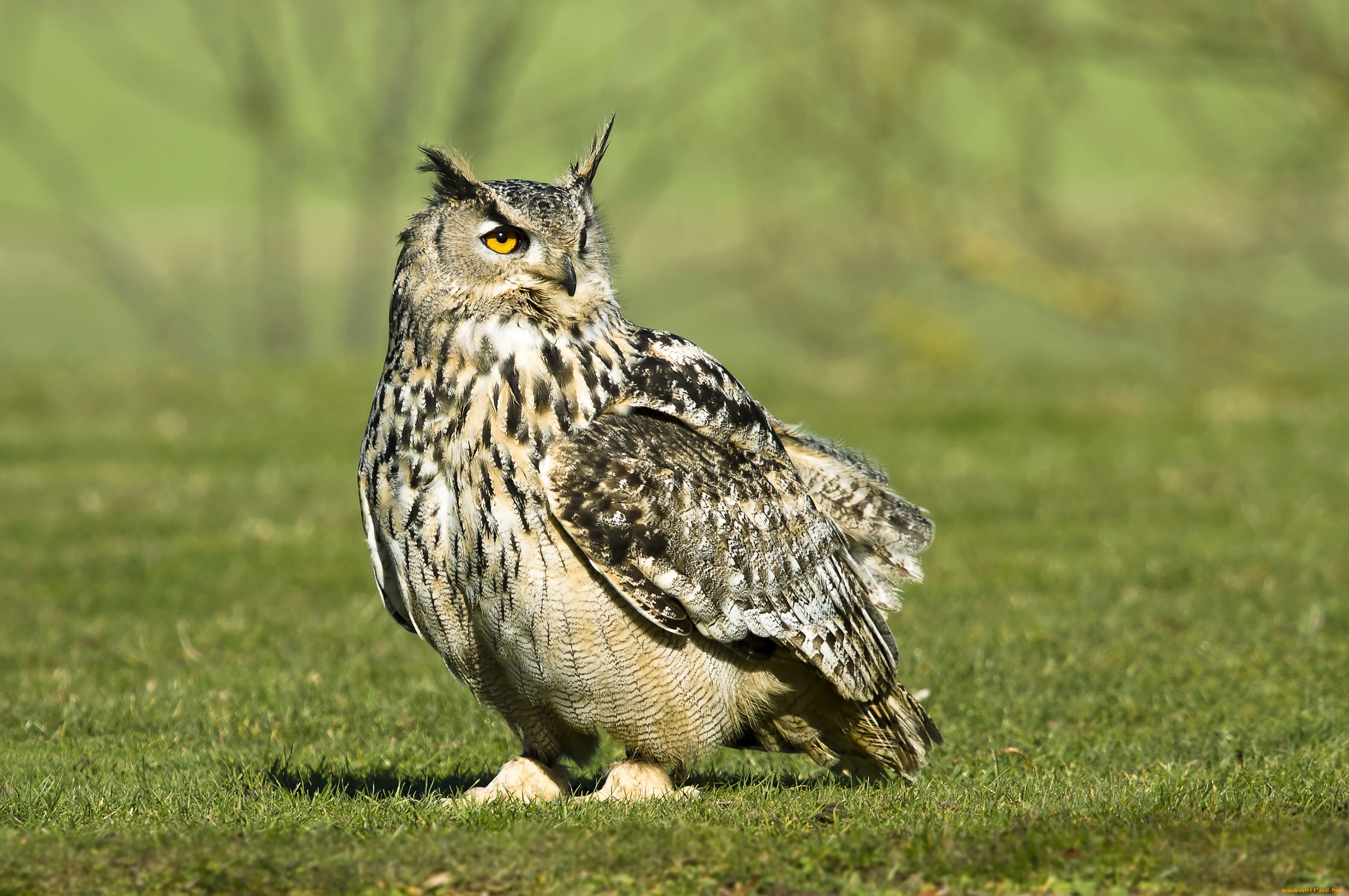 животные, совы, филин