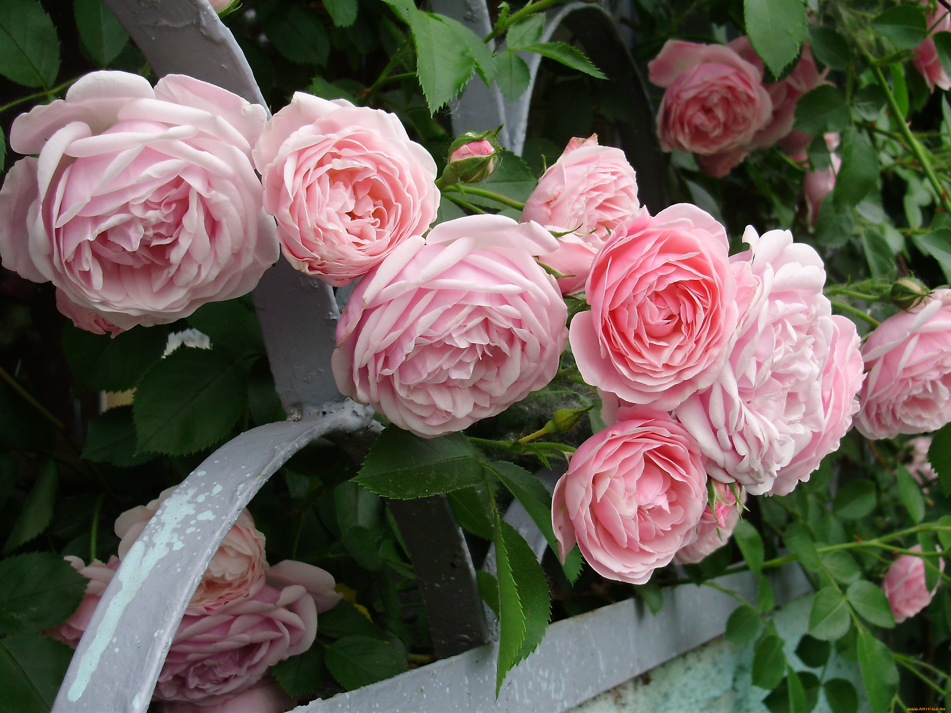 цветы, розы, розовый