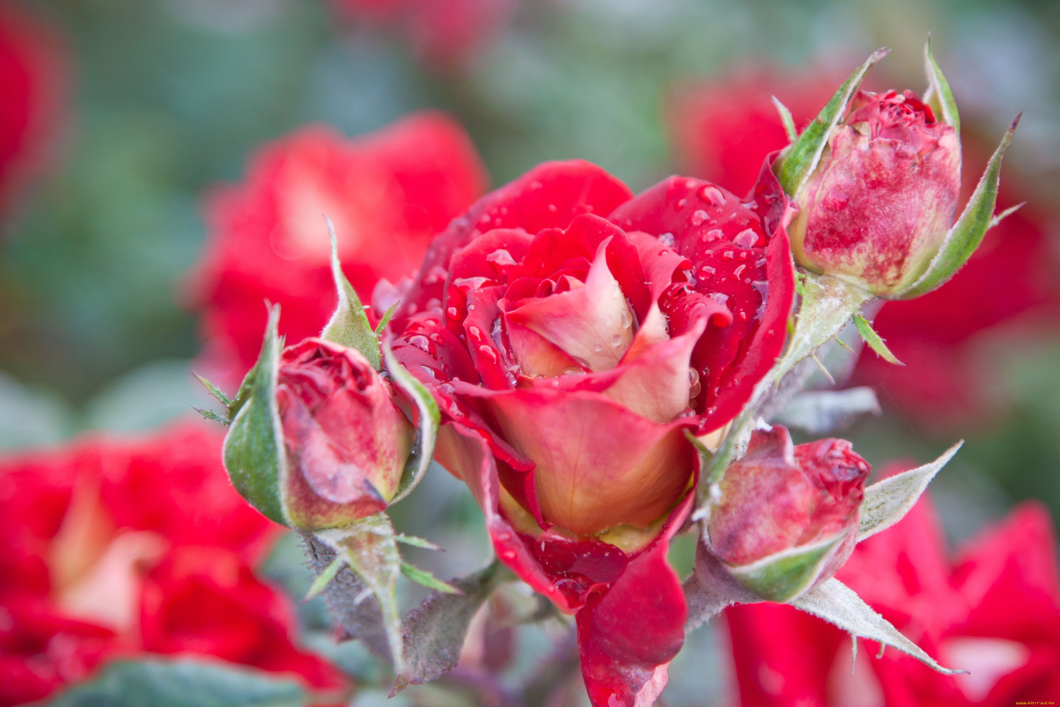 цветы, розы, розовый