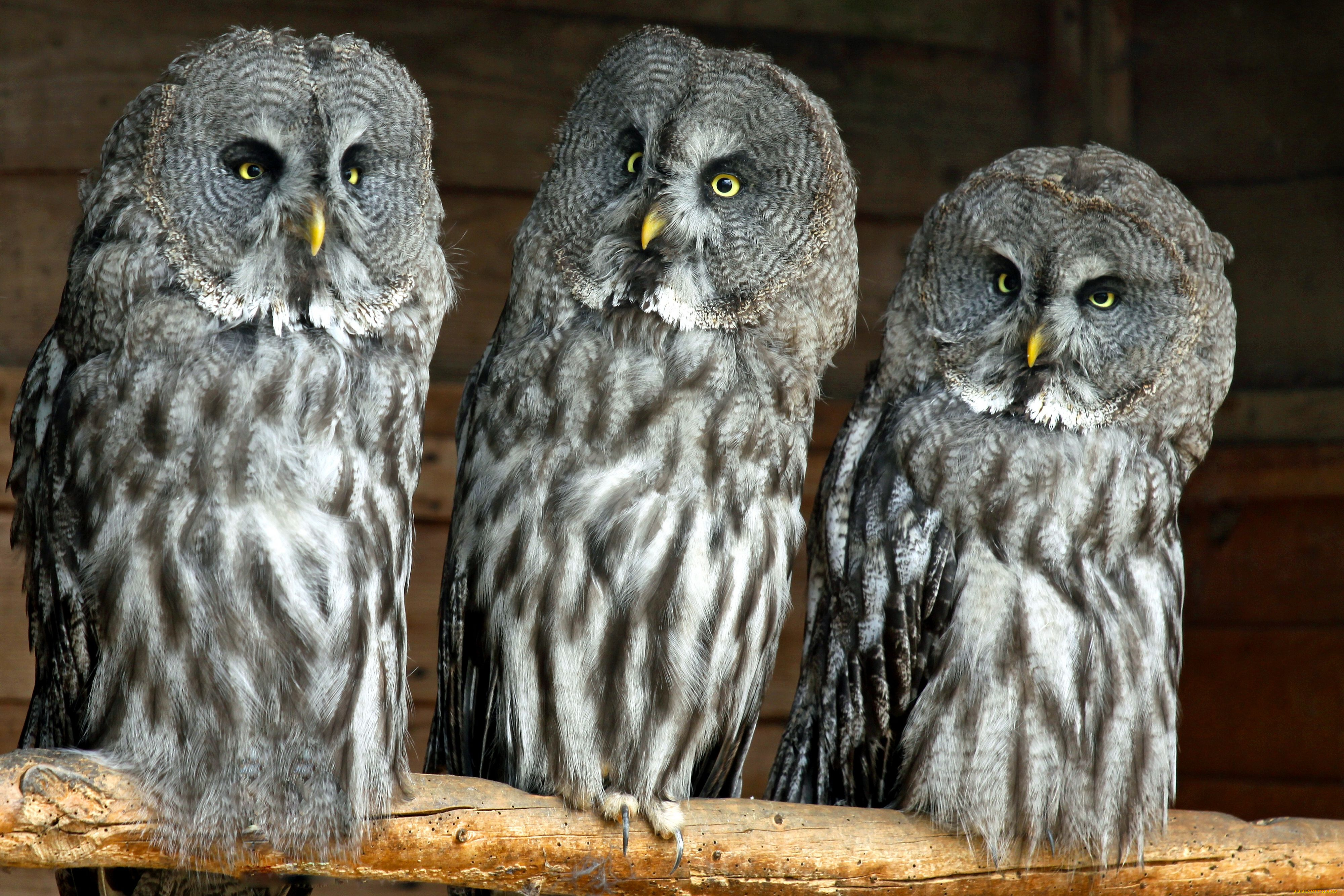 животные, совы, бородатая, неясыть, great, grey, owl, lapland