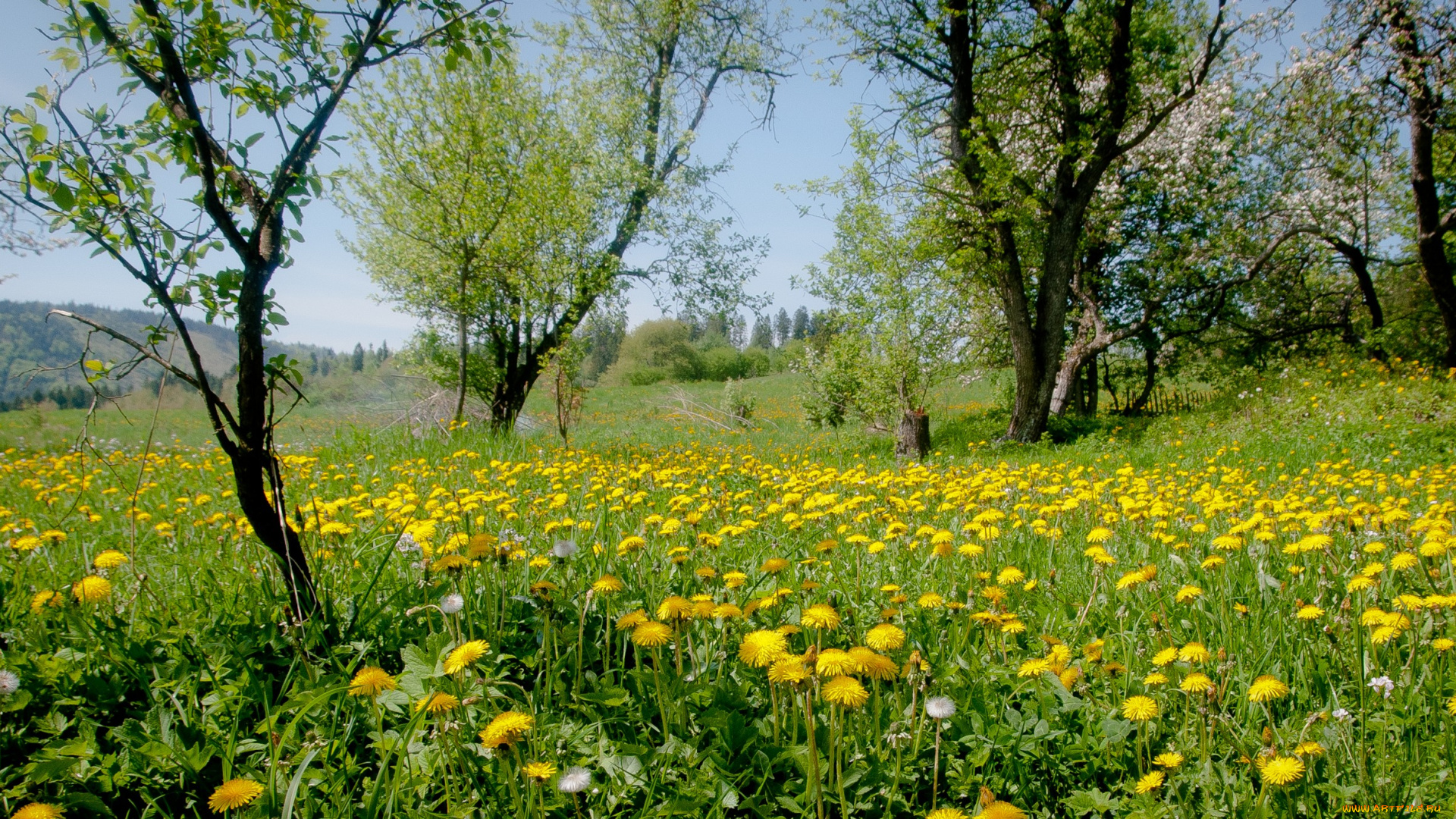 природа, луга, одуванчики, трава, луг, деревья