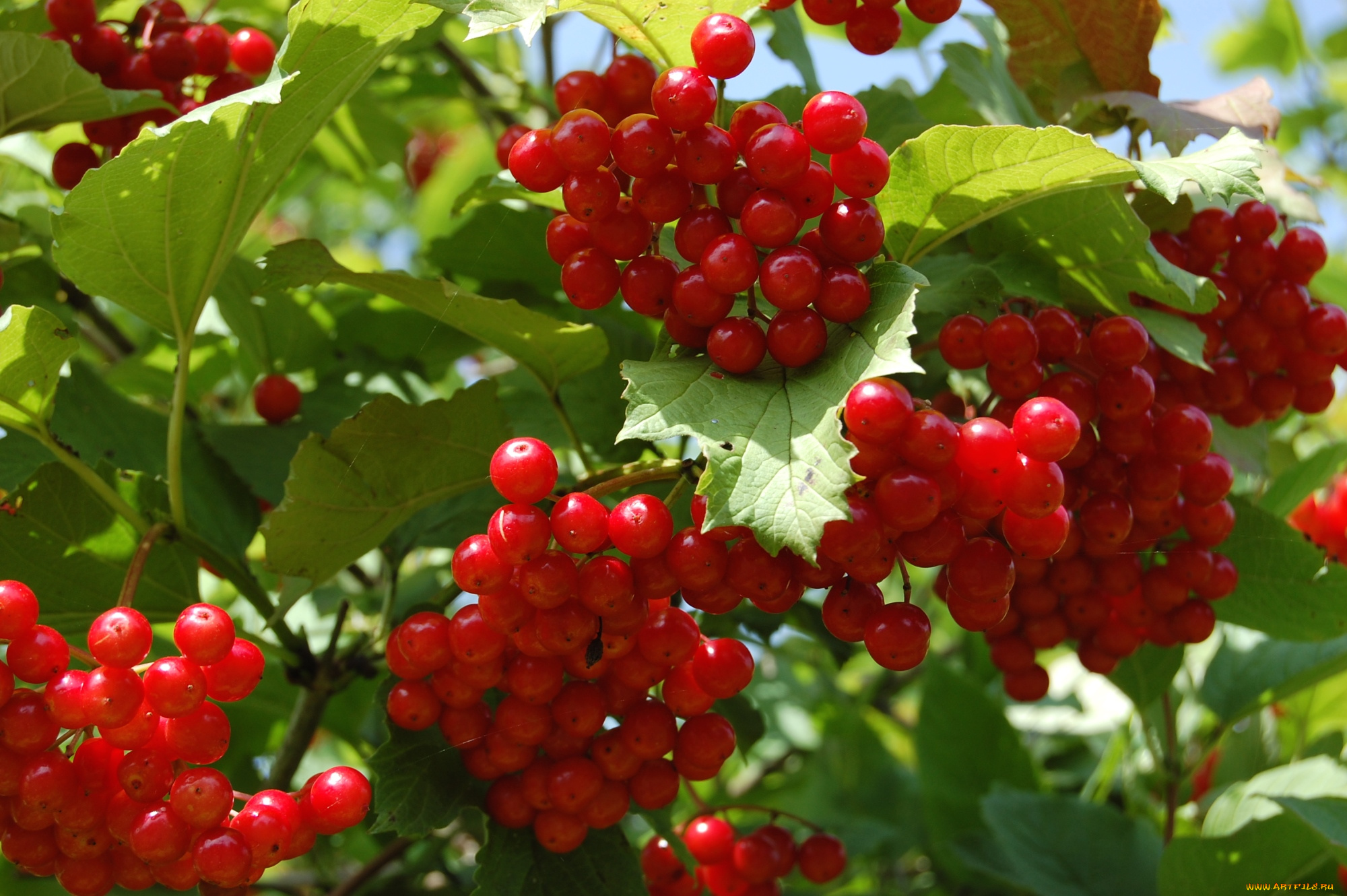 природа, Ягоды, , калина, гроздья
