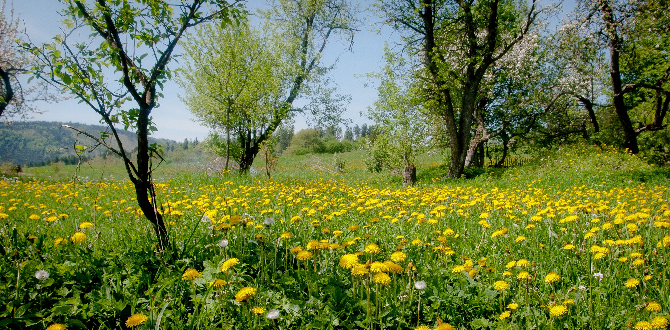 природа, луга, одуванчики, трава, луг, деревья