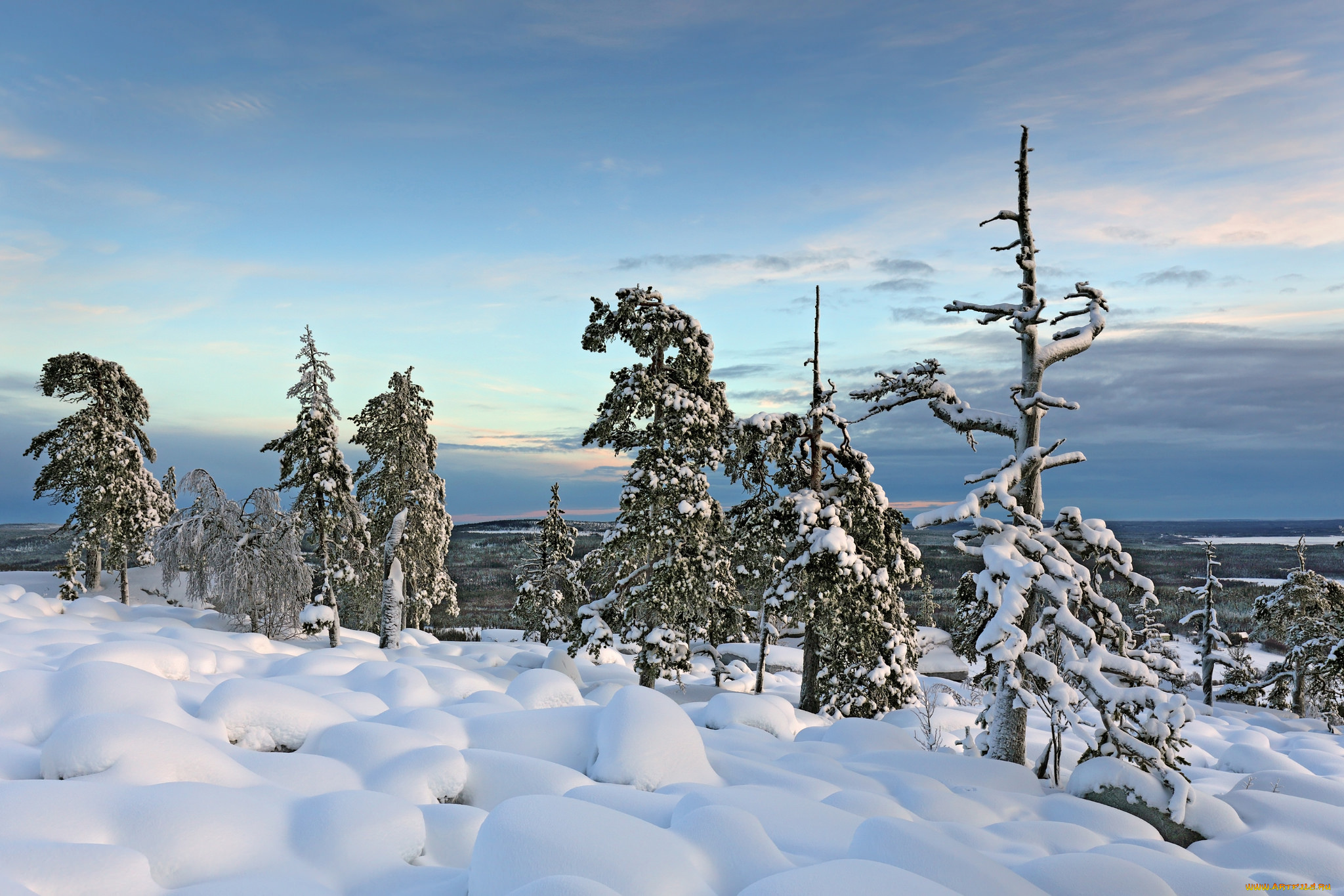 природа, зима, ели, снег