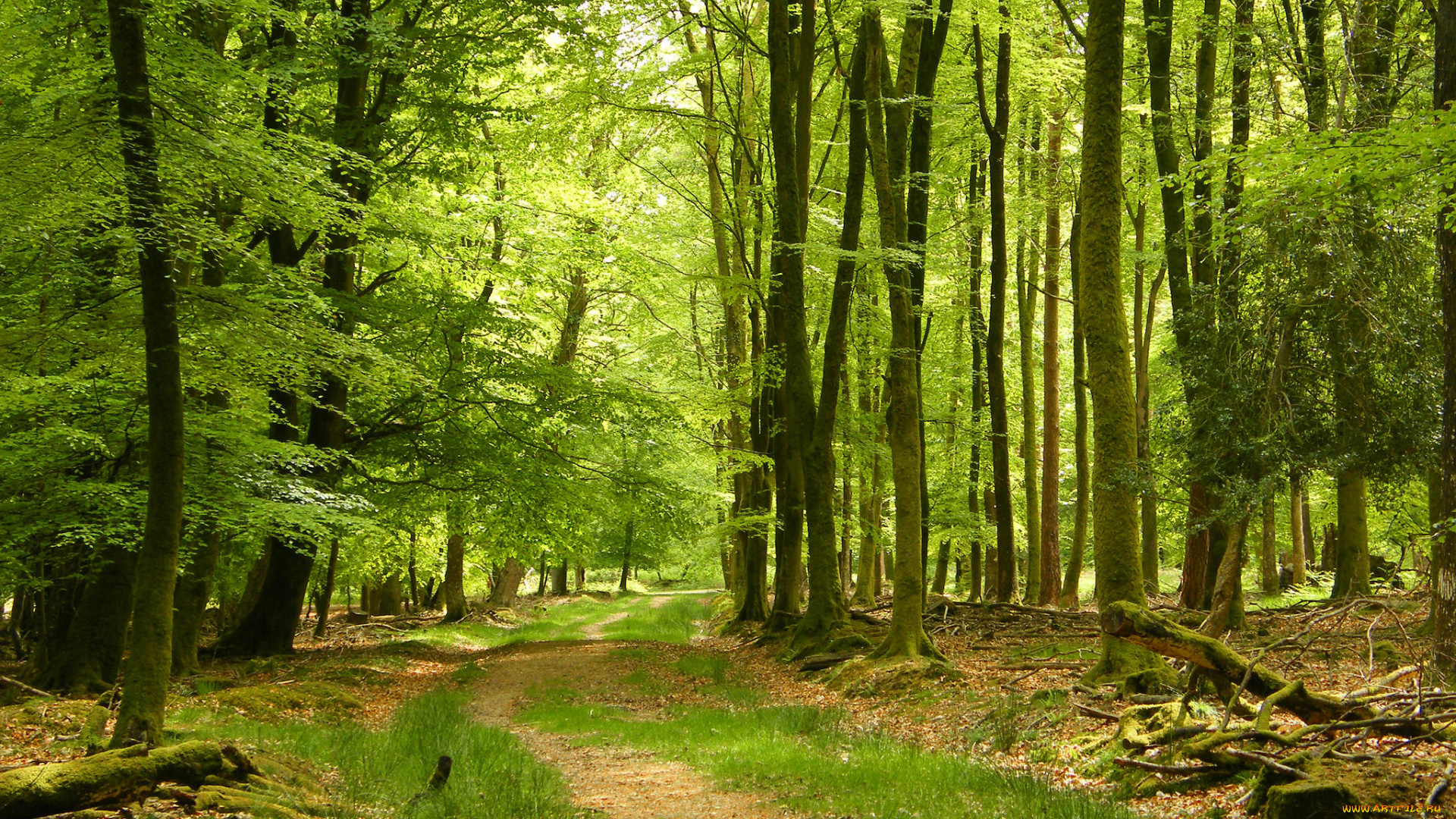 природа, дороги, простор