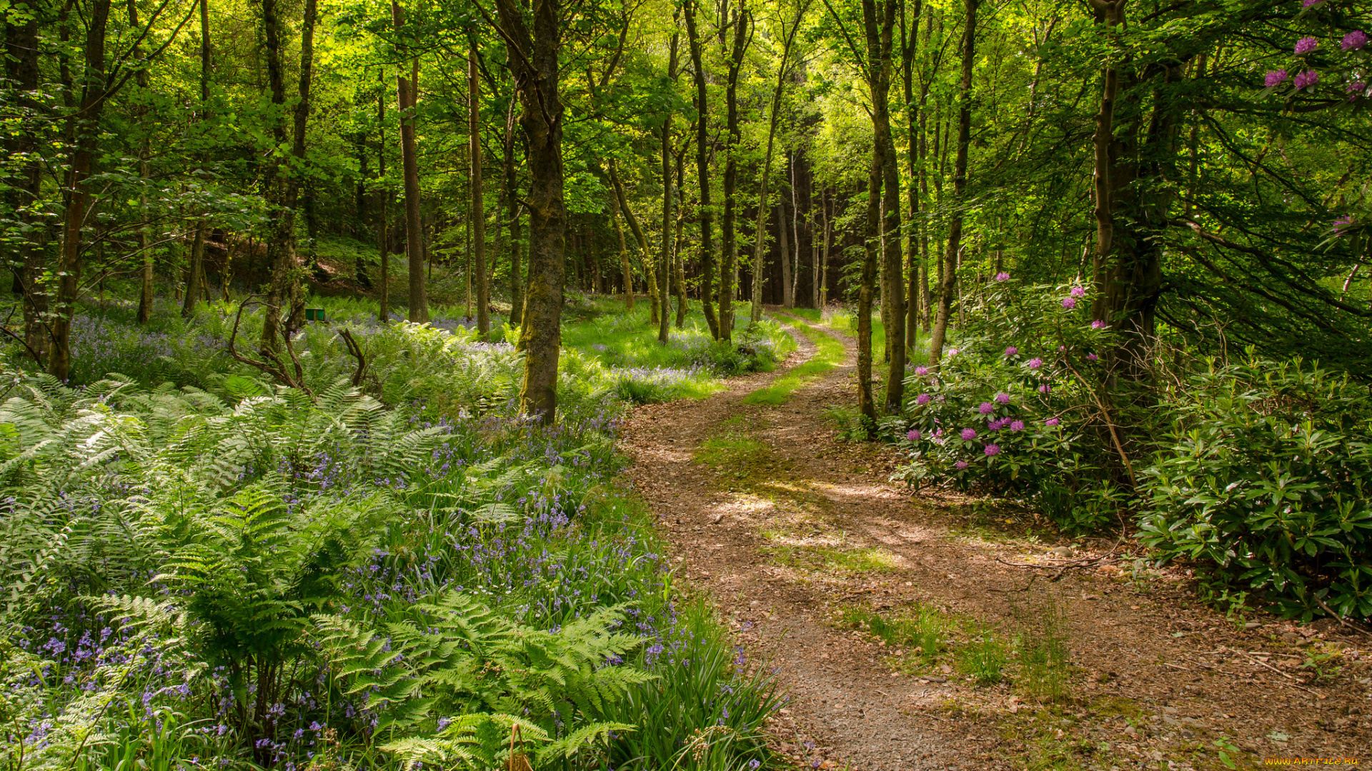 природа, дороги, простор