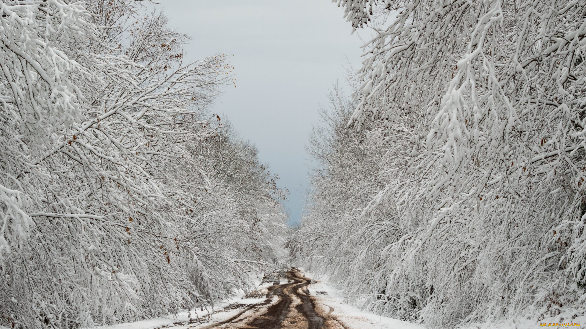 природа, дороги, зима, лес, дорога