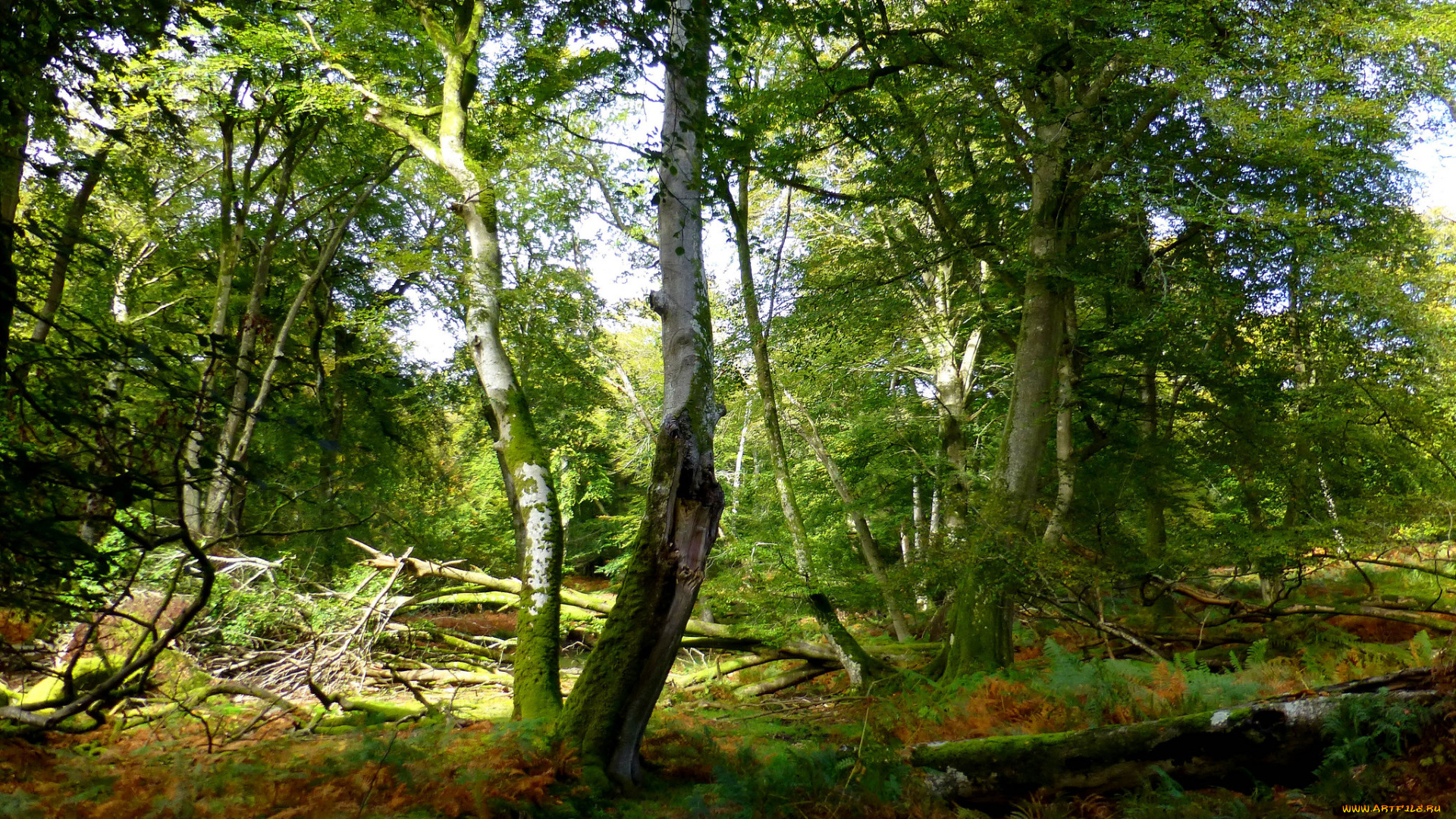 природа, лес, простор