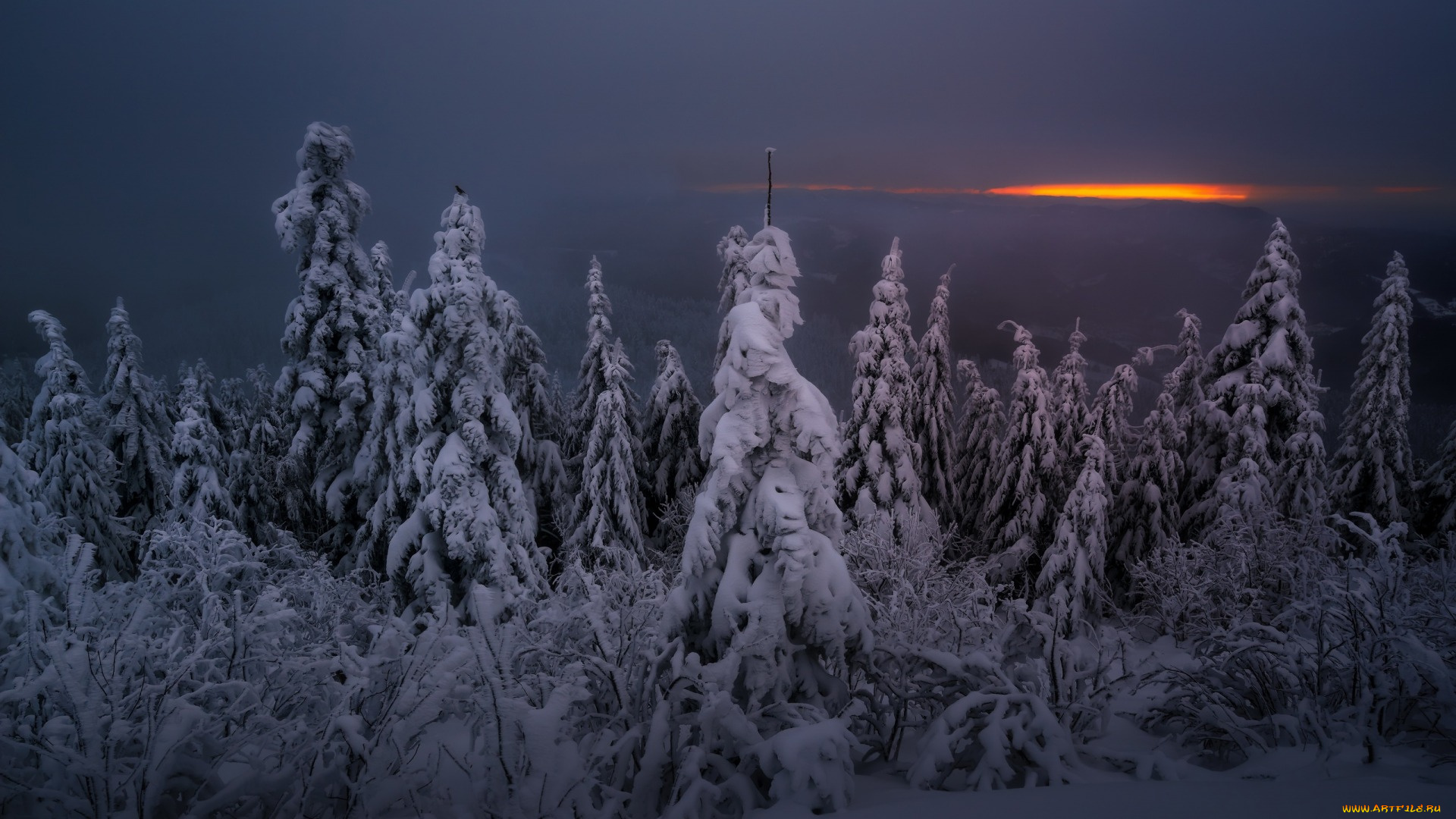 природа, лес, зима, ночь