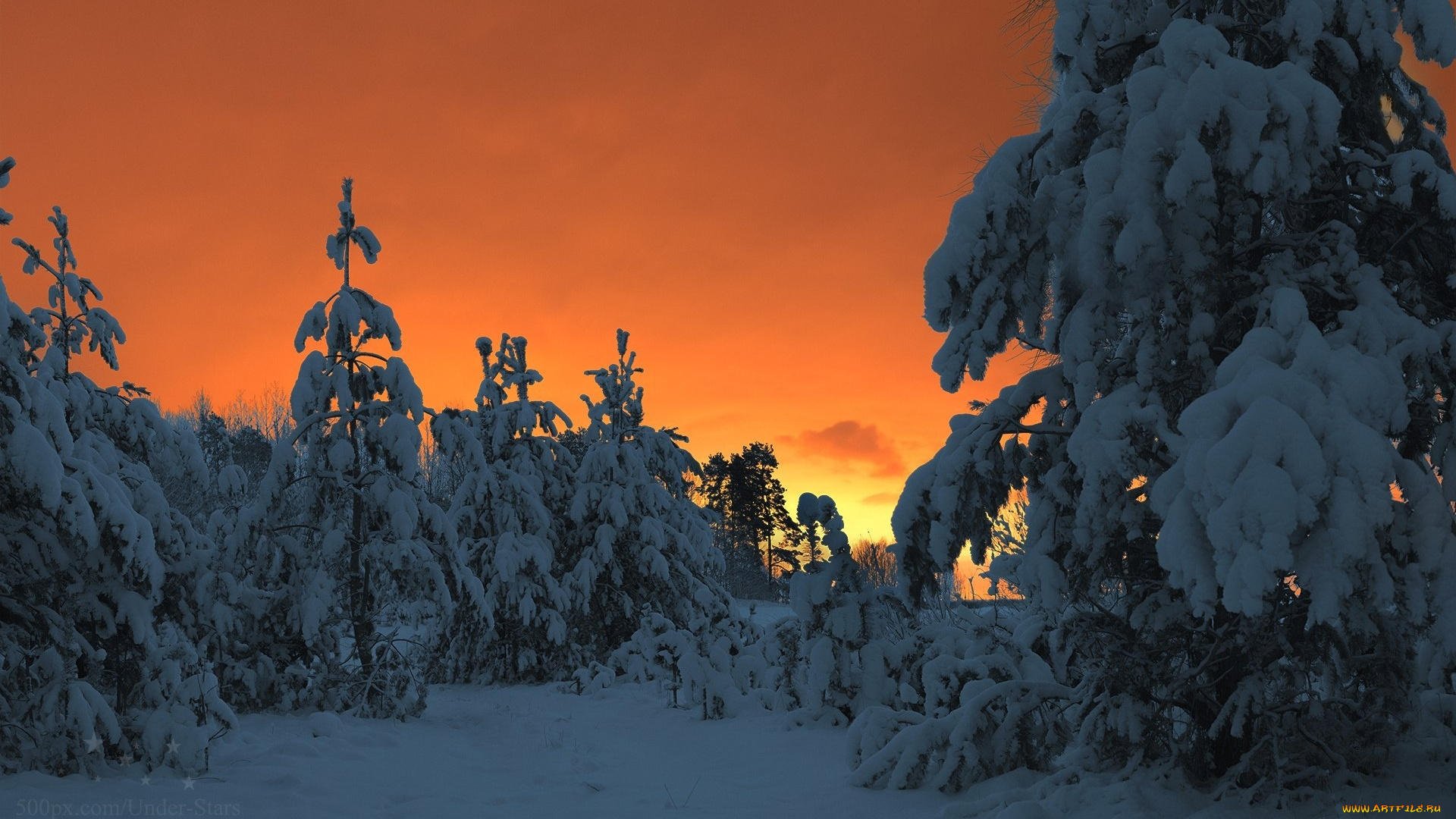 природа, восходы, закаты, снег, зима, зимняя, сказка, лес, харланов, никита, сосны, зимний