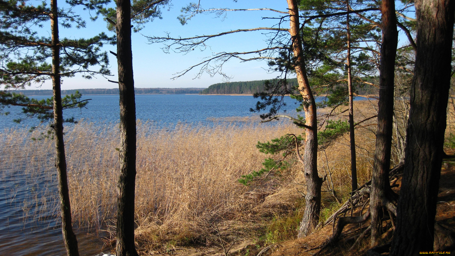 селигер, природа, реки, озера, деревья, берег, россия, озеро