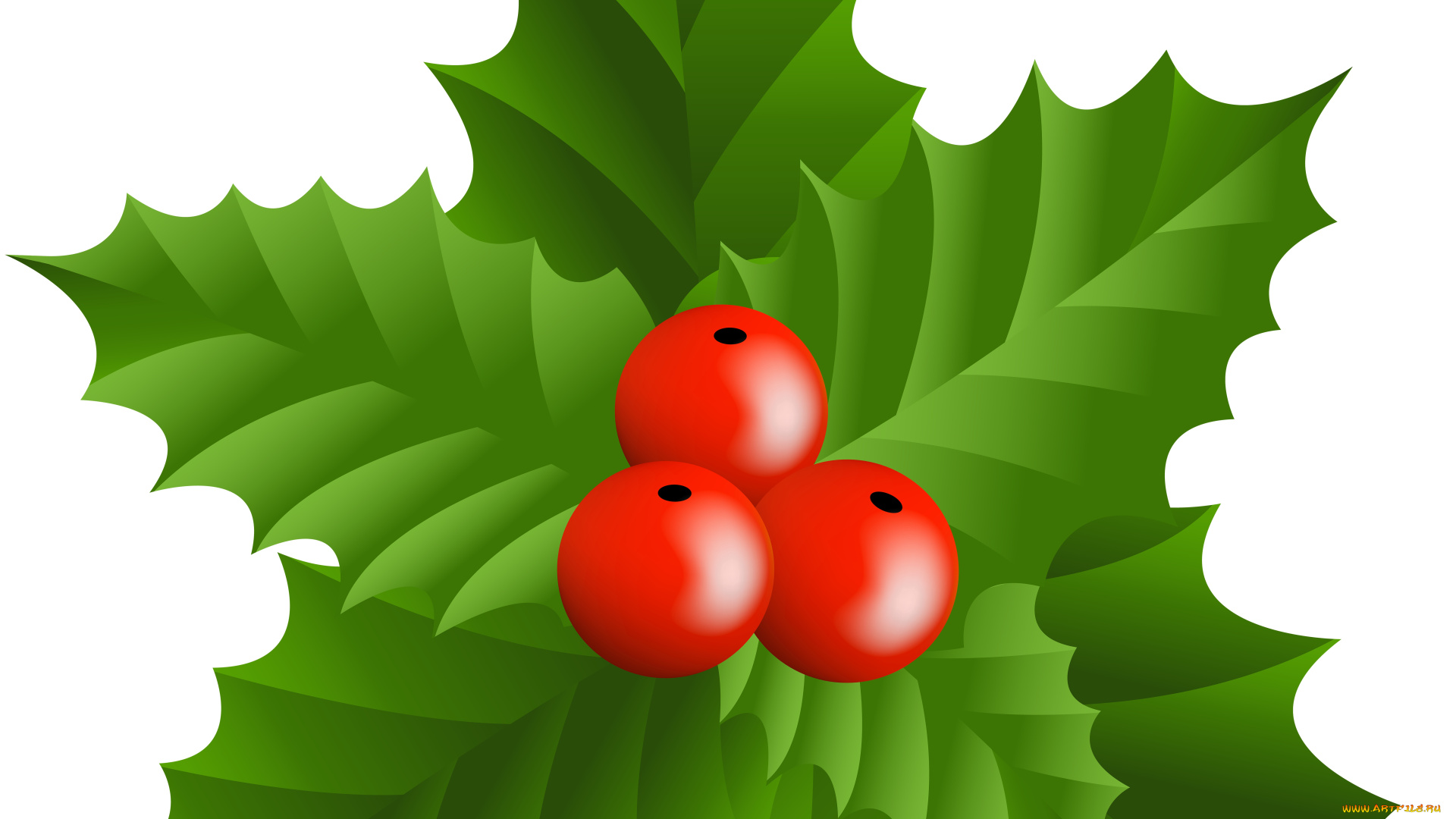 векторная, графика, цветы, , flowers, фон, цветы