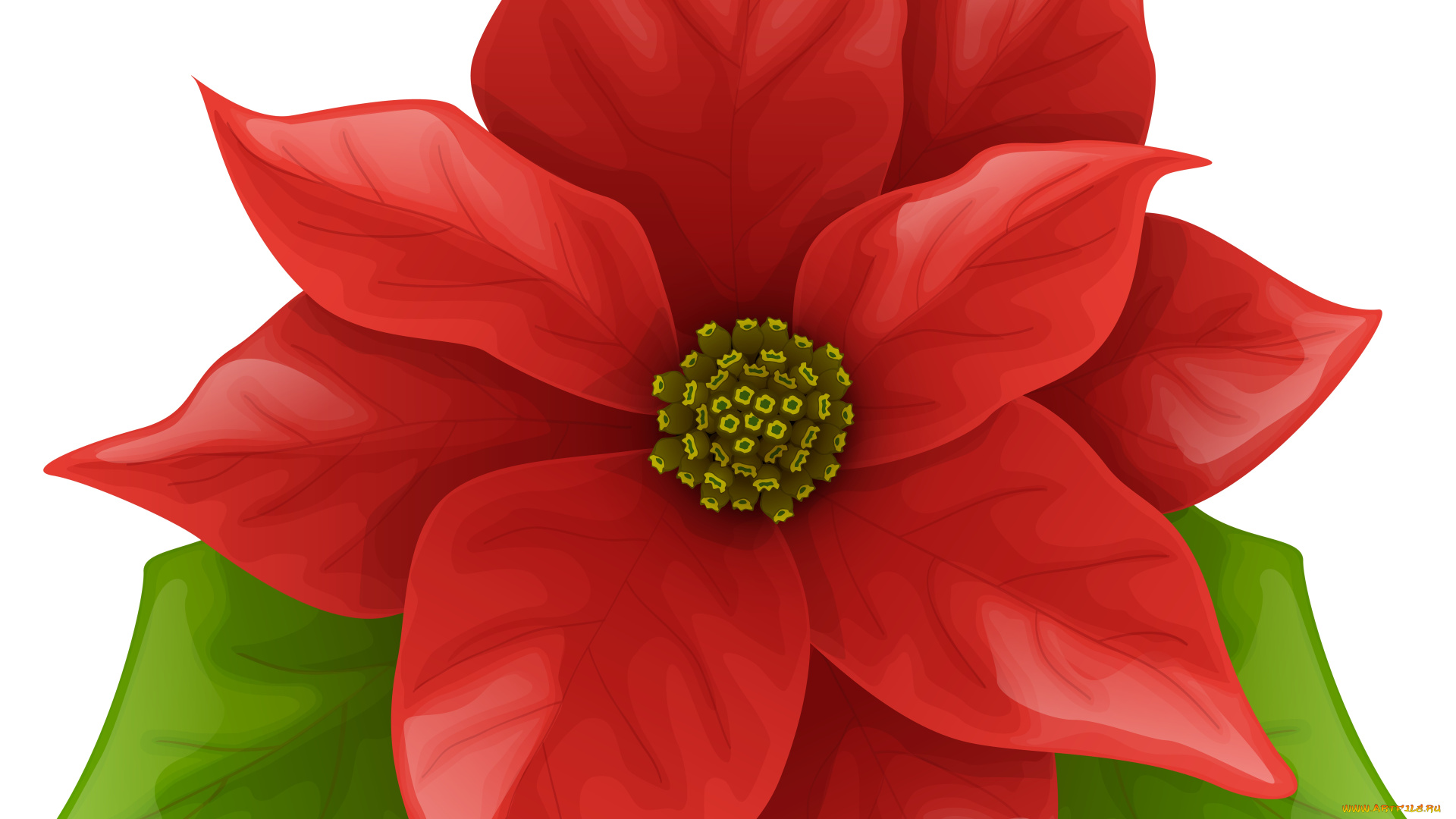 векторная, графика, цветы, , flowers, фон, цветы