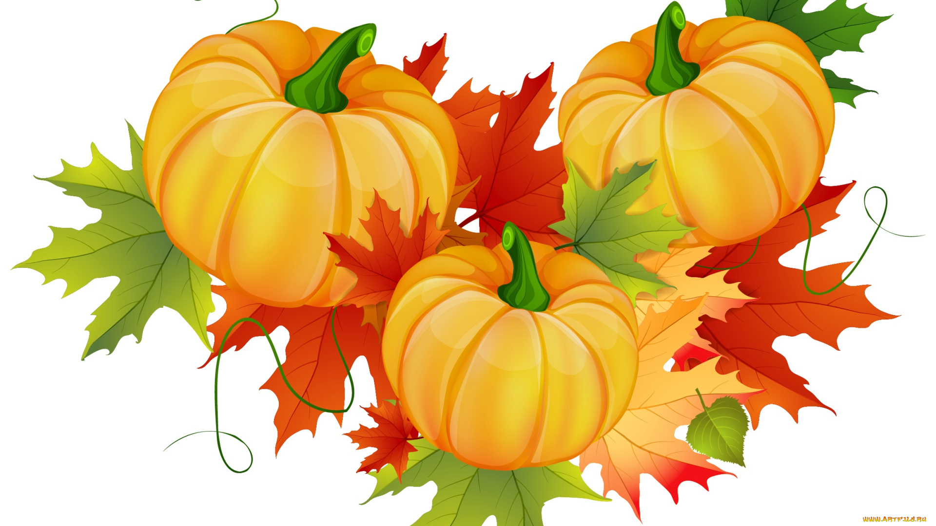 векторная, графика, еда, , food, листья, тыквы