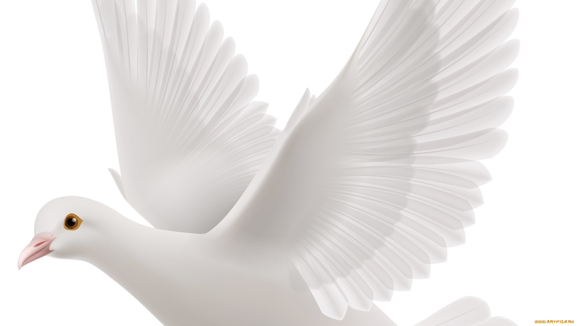 векторная, графика, животные, , animals, птица, фон, голубь
